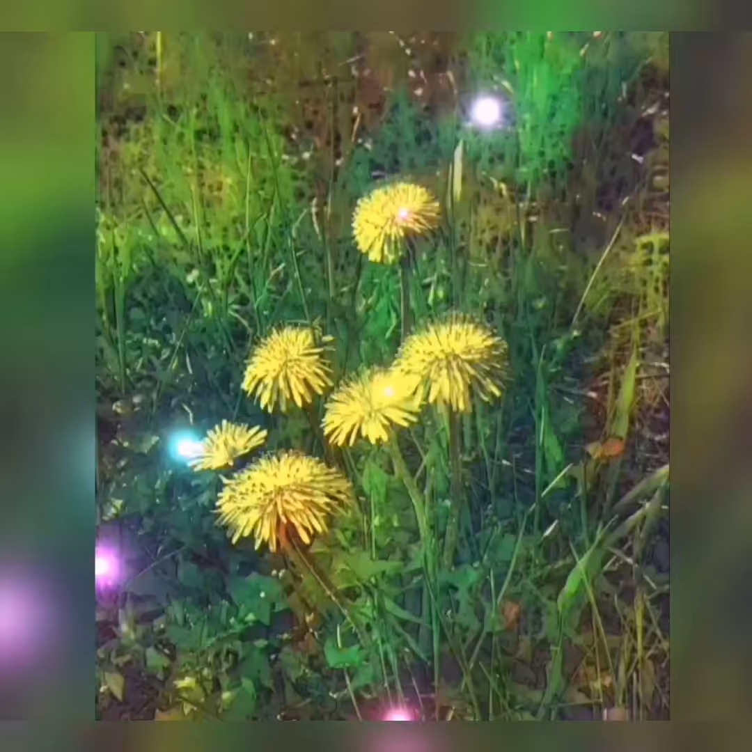 Little yellow suns