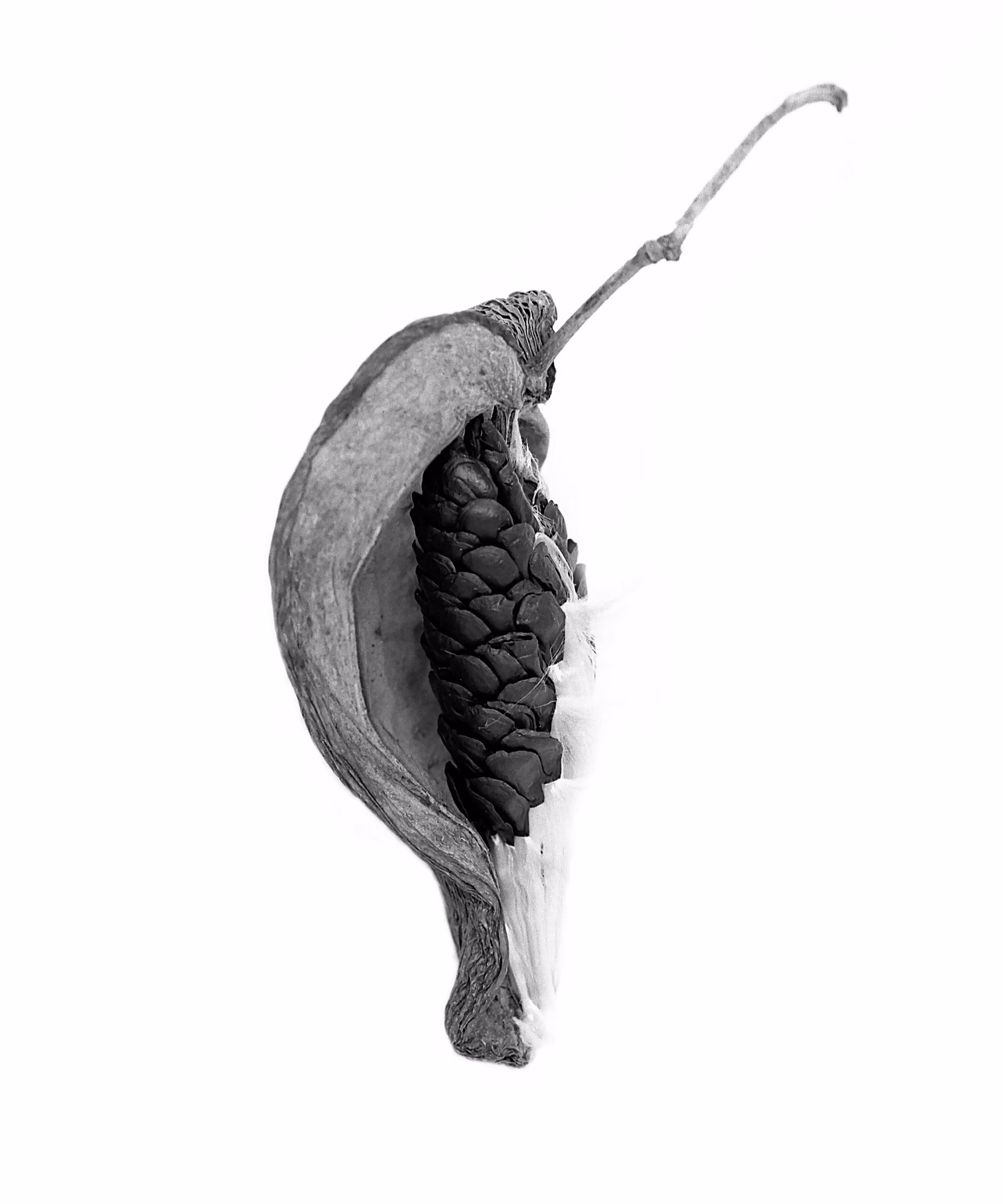 Madagascar Jasmine Seedpod (Stephanotis floribunda)