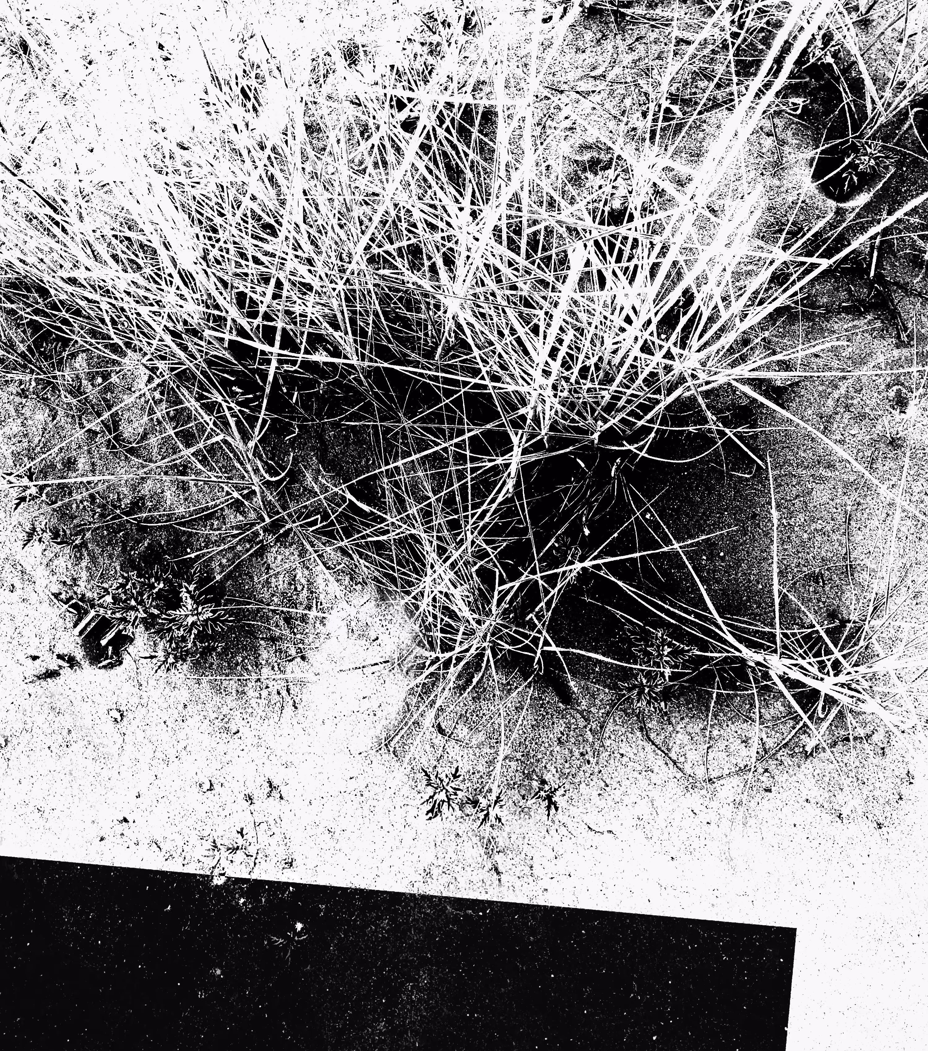 Grass 04