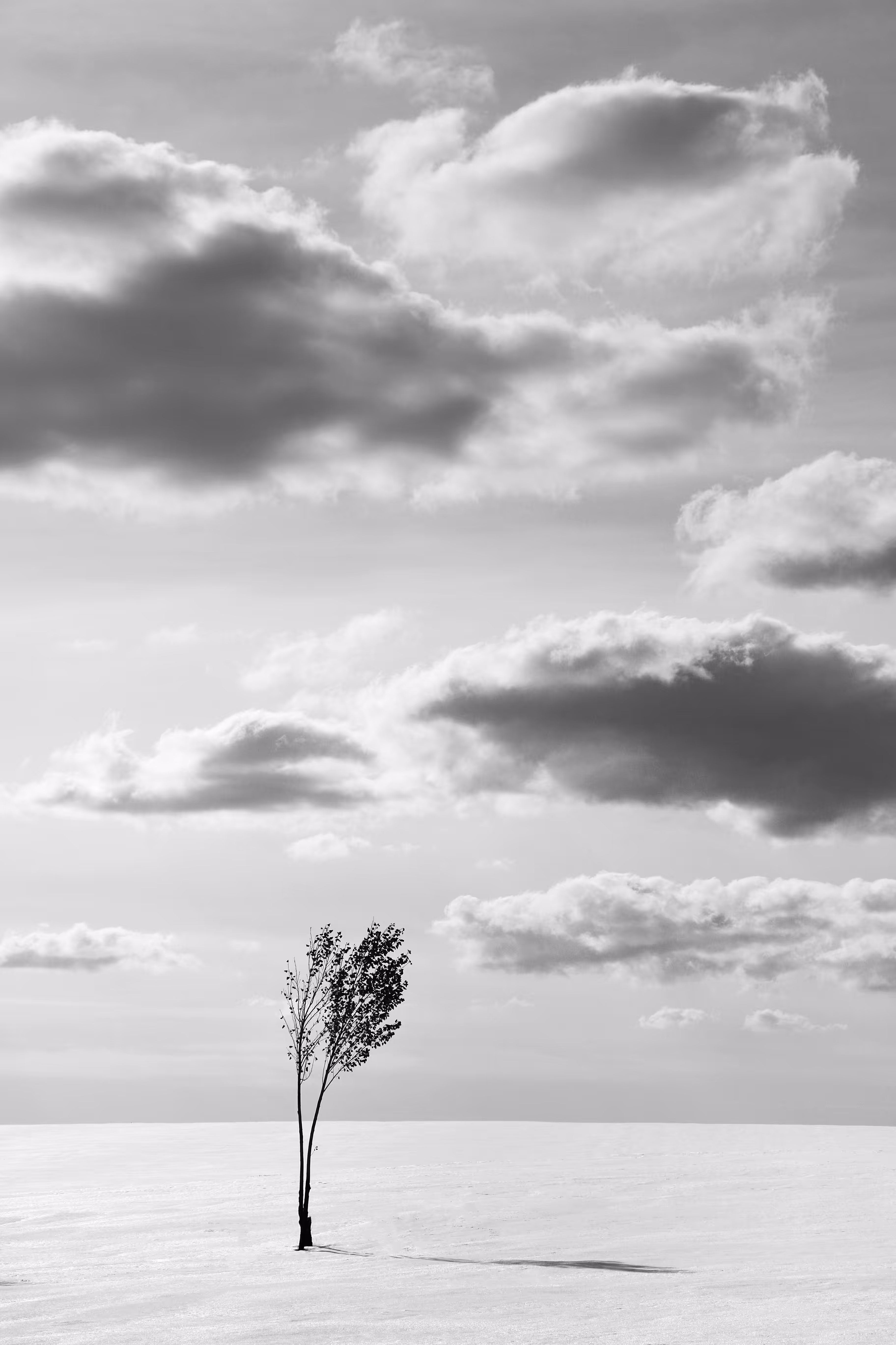 A beautiful single tree in the wind