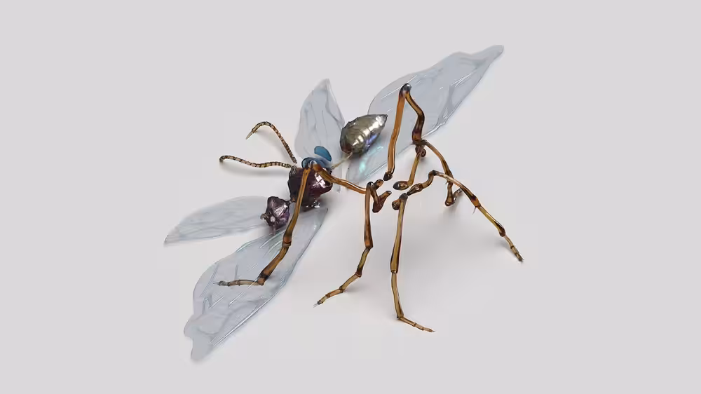 The Wasp