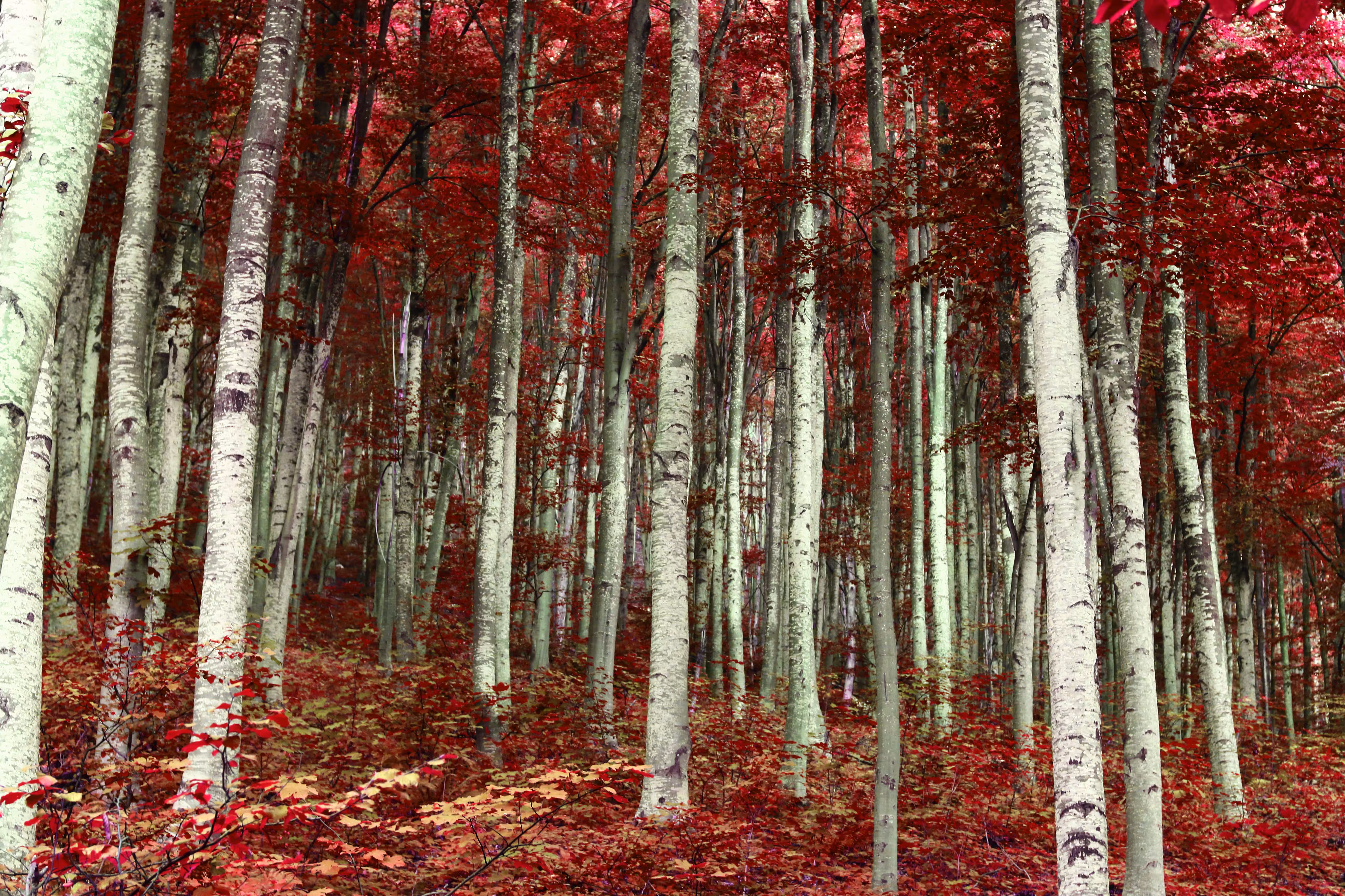 forest