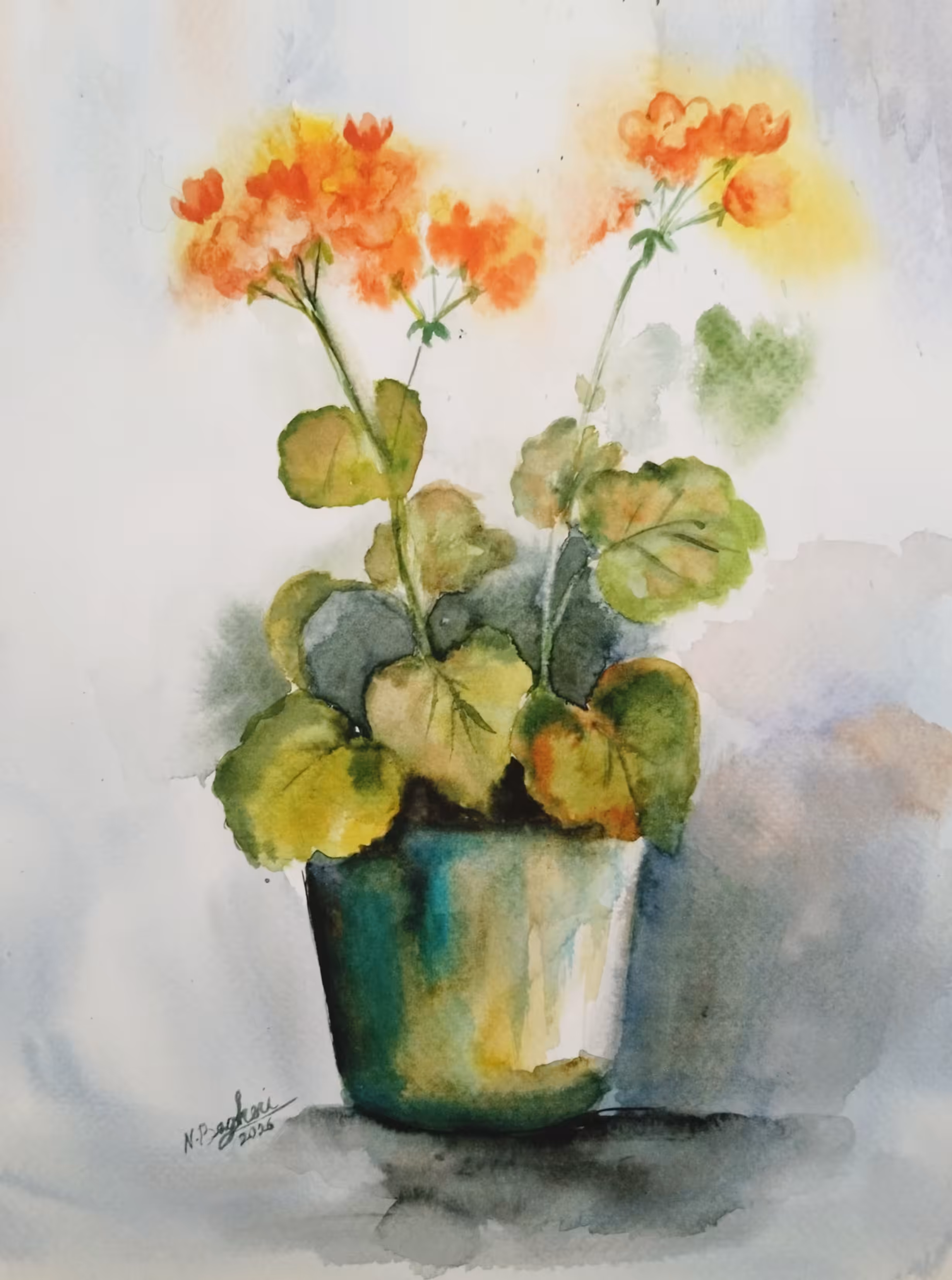 Pot of geraniums 