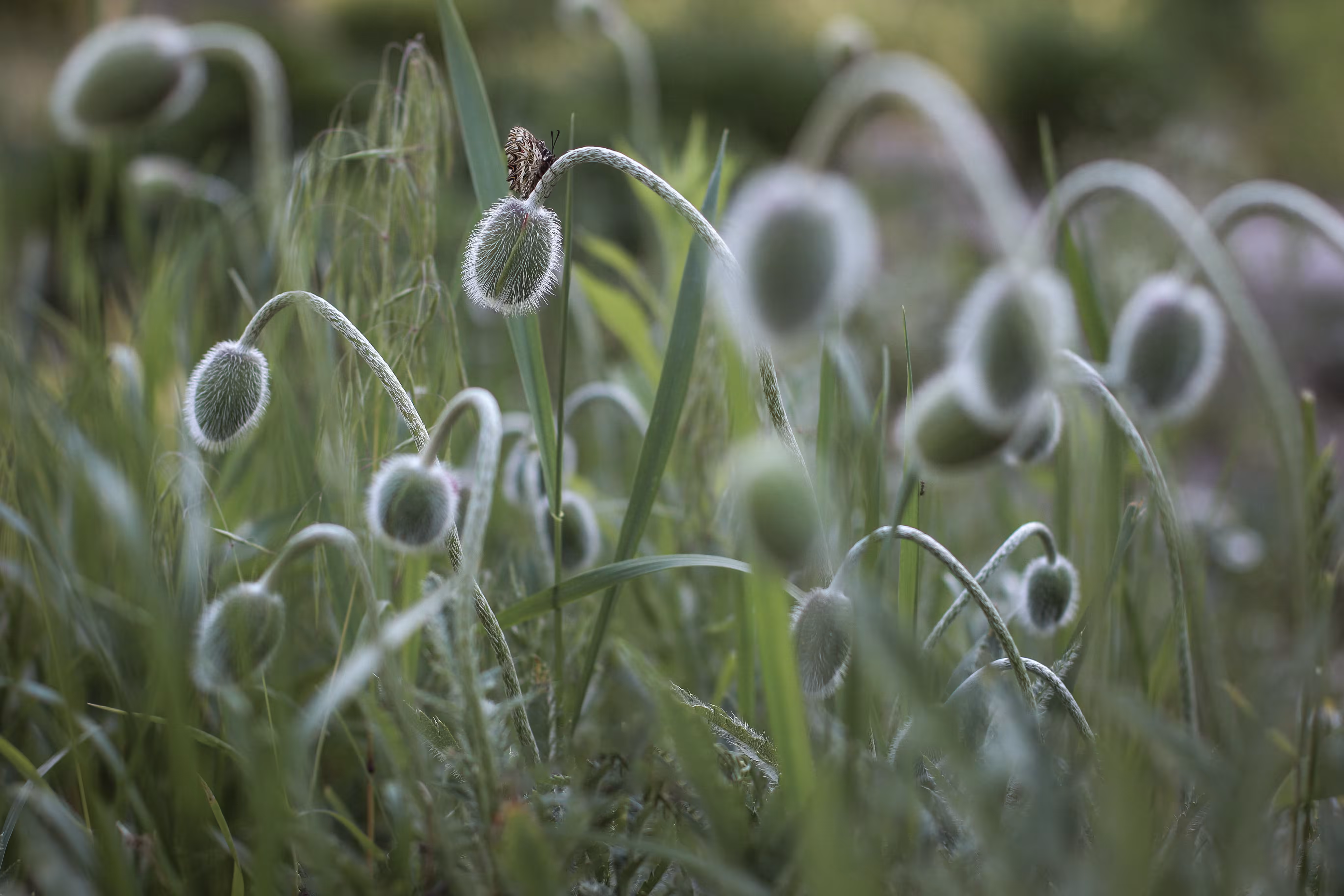 Harmony of Nature: catch me if you can