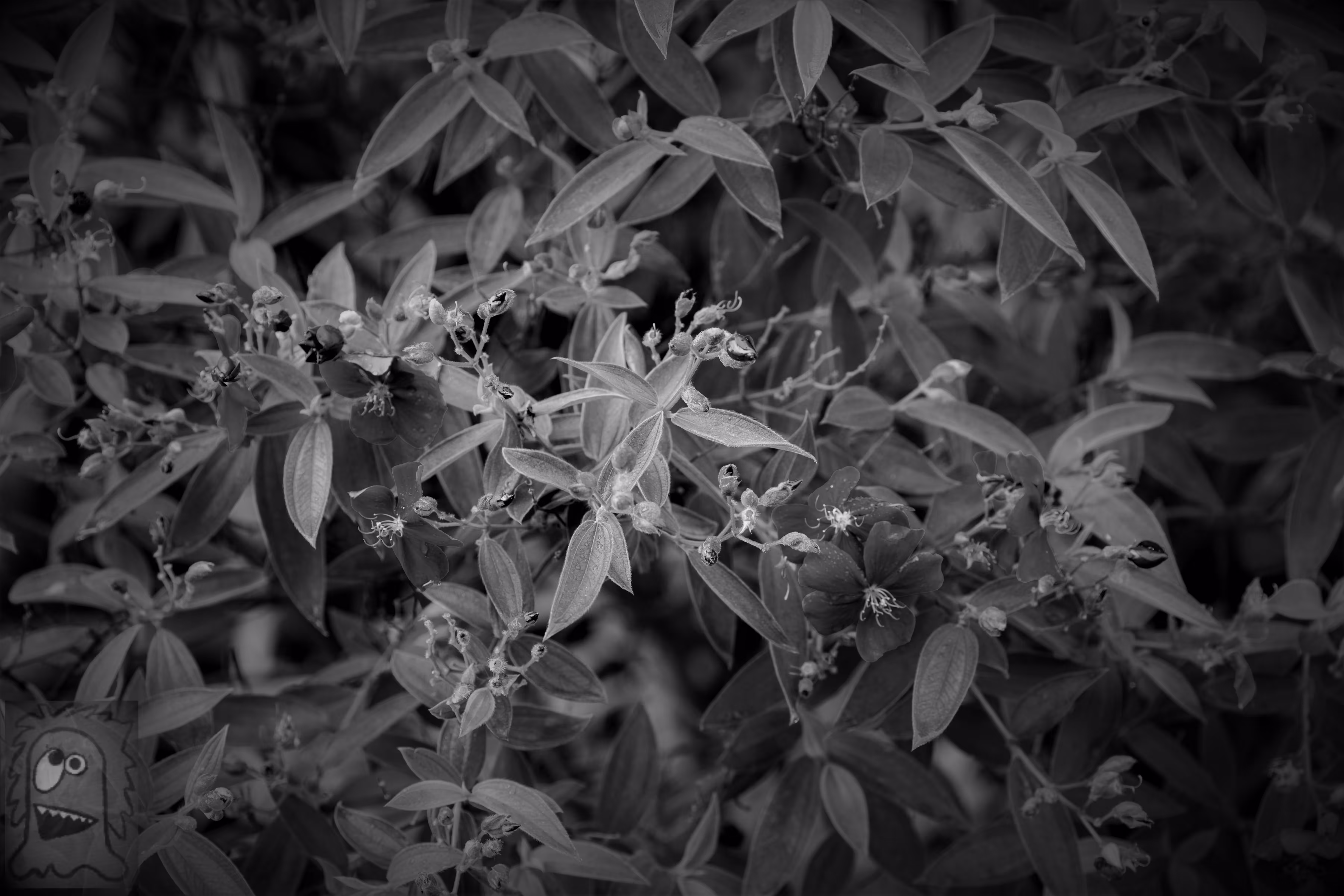 "The Fields of Grey Visual 6" Greeneries on Black and White