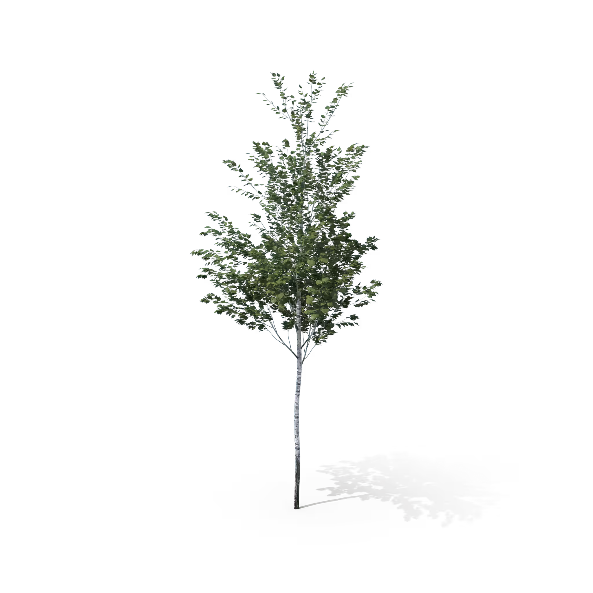 Your Tree I Birch