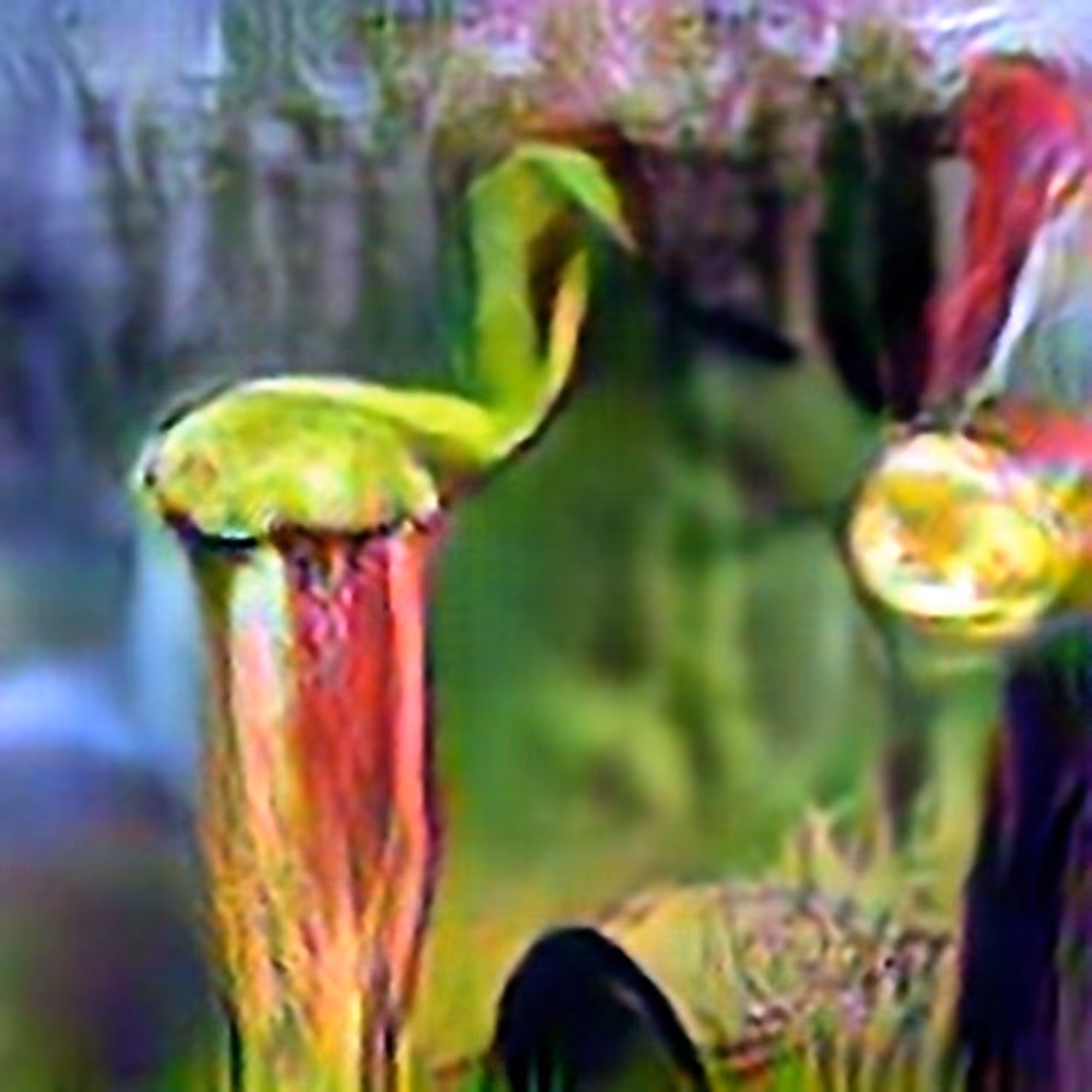 Alabama Canebrake Pitcher Plant #5 (Corpus: American Predators)