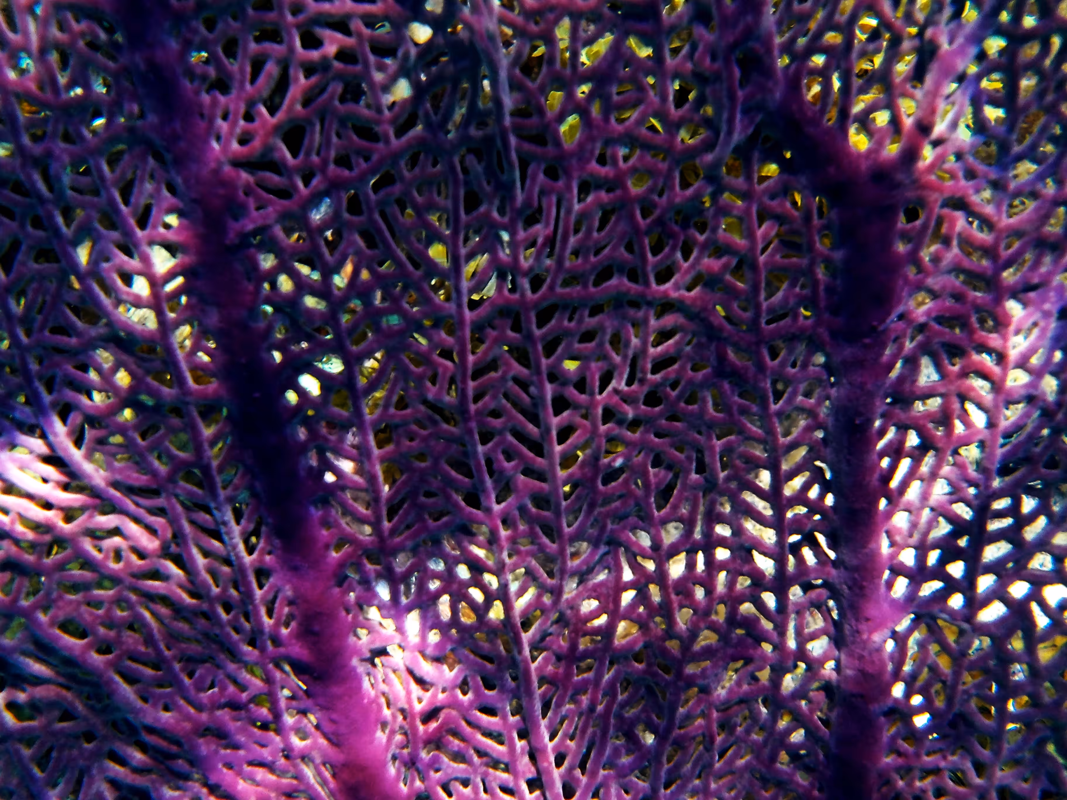 Cuba #22 - Macro Purple Sea Fan Coral - TezPhotoExp Special