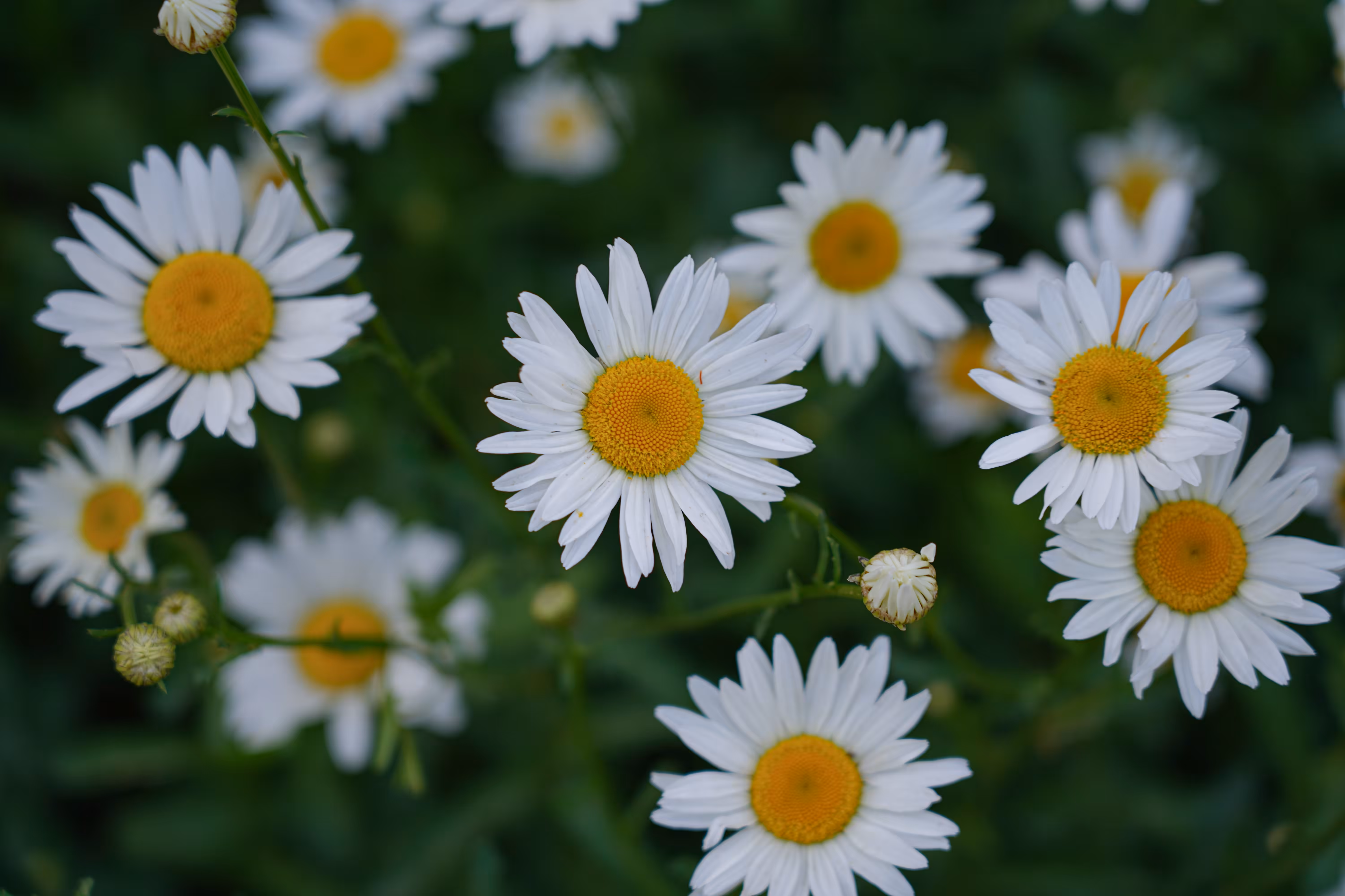 flowers: Eyes of the sun