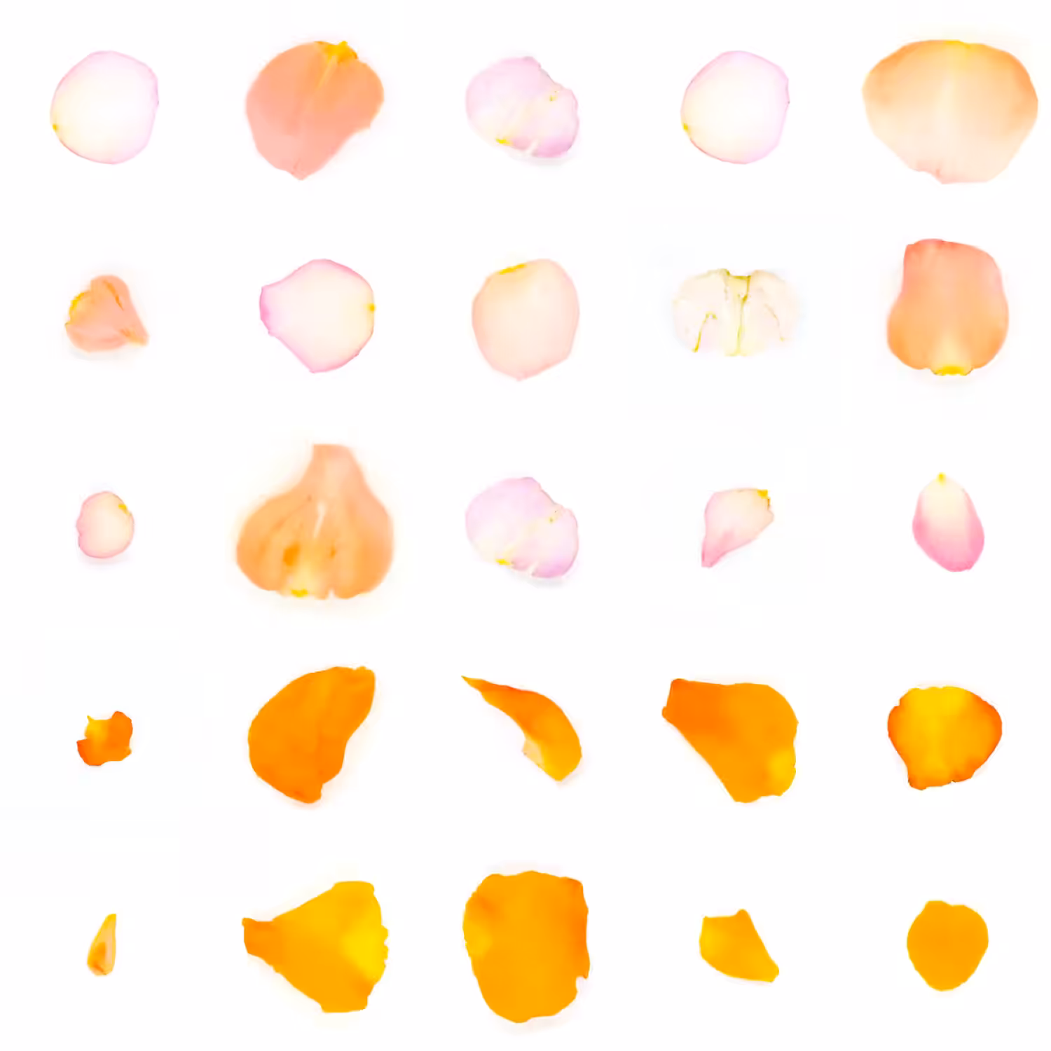 Infinite Petals 5x5#20000