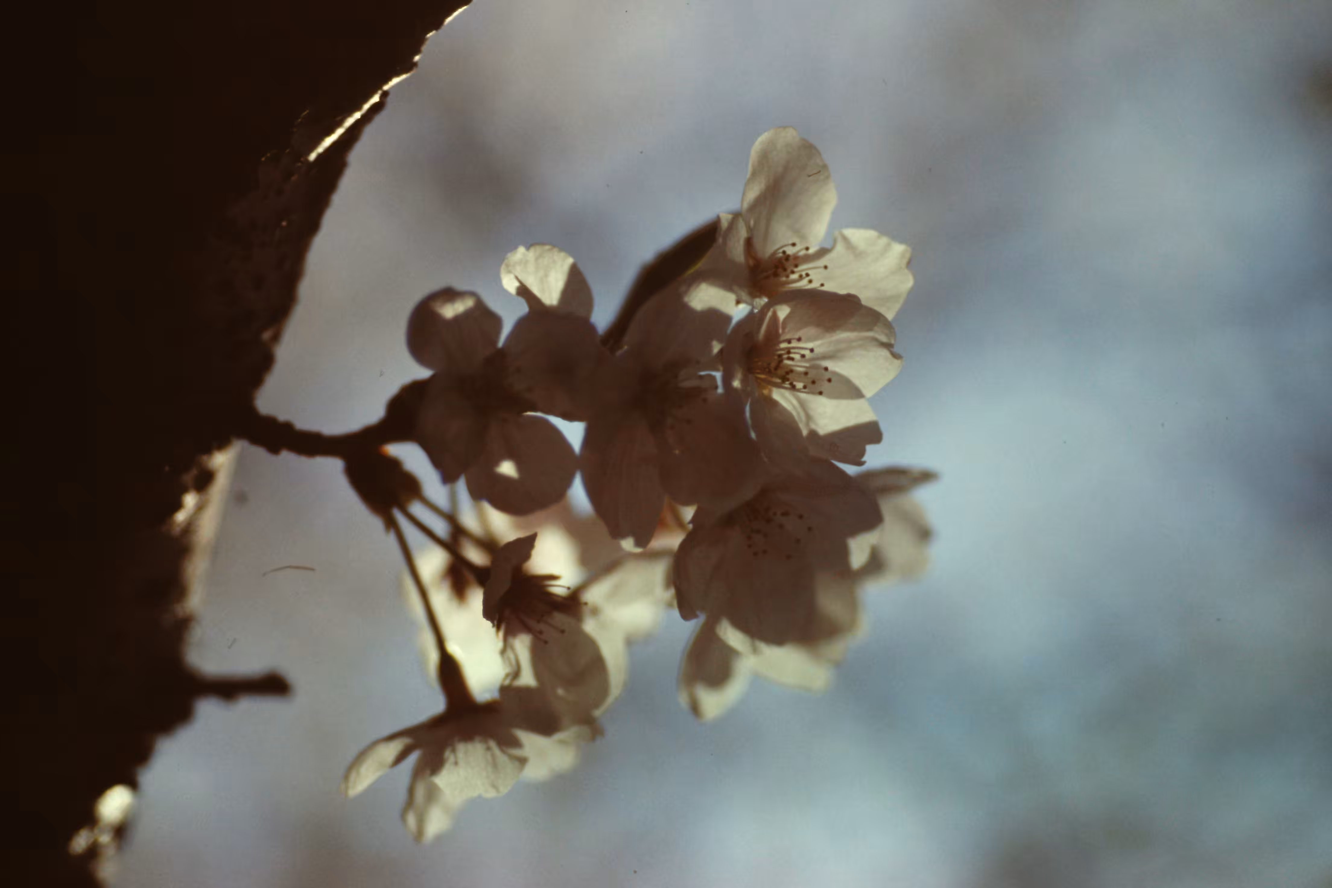 Heaven Series: The World of Film - Beautiful World