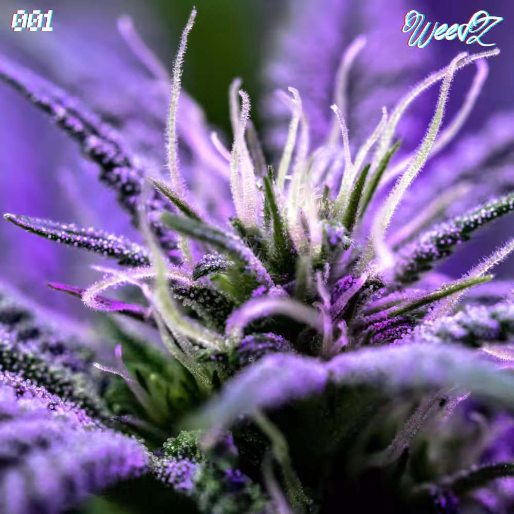 WeedZ - 001 - Purple Haze Sativa