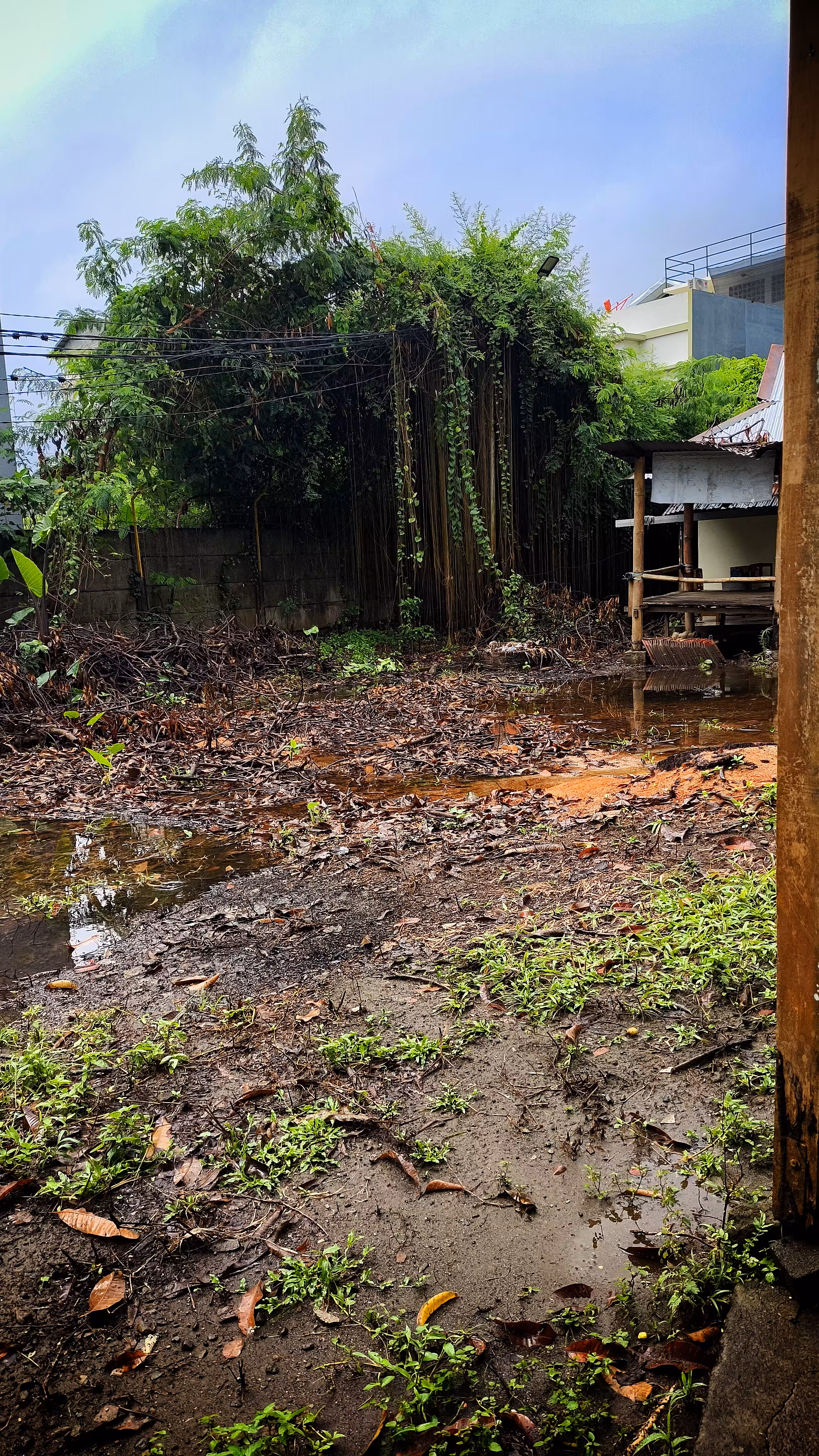 Creative Art: After the Rain, the Ground Remembers
