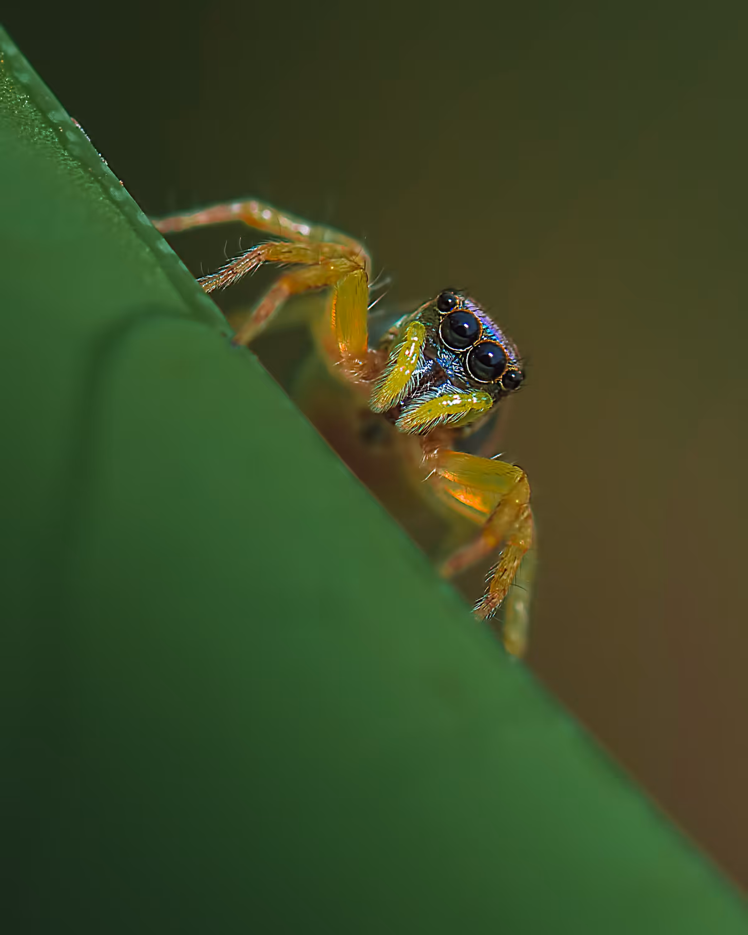 Jumping Spider #2
