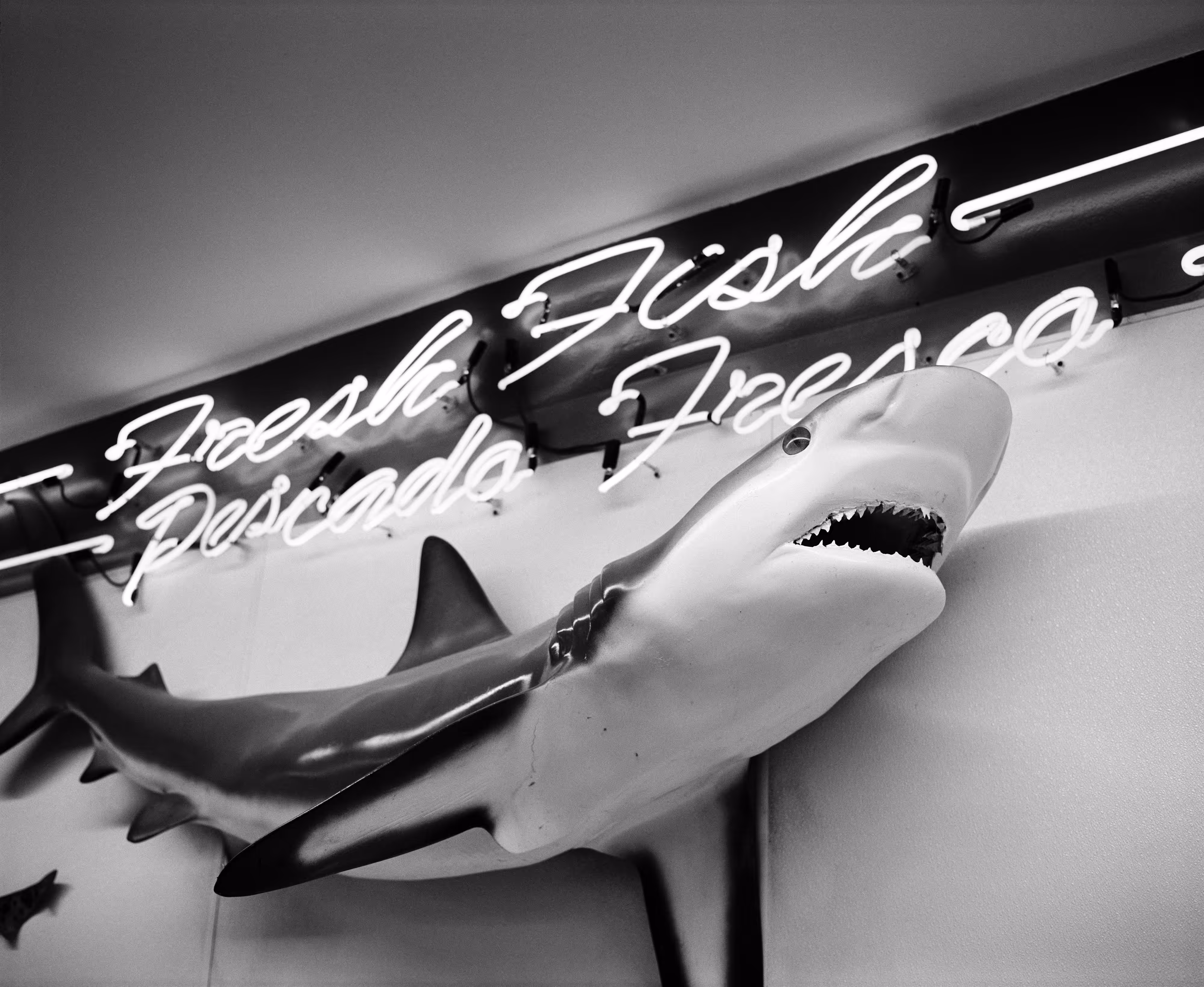 THE VILLAGE #28 SHARK by Deanna Templeton