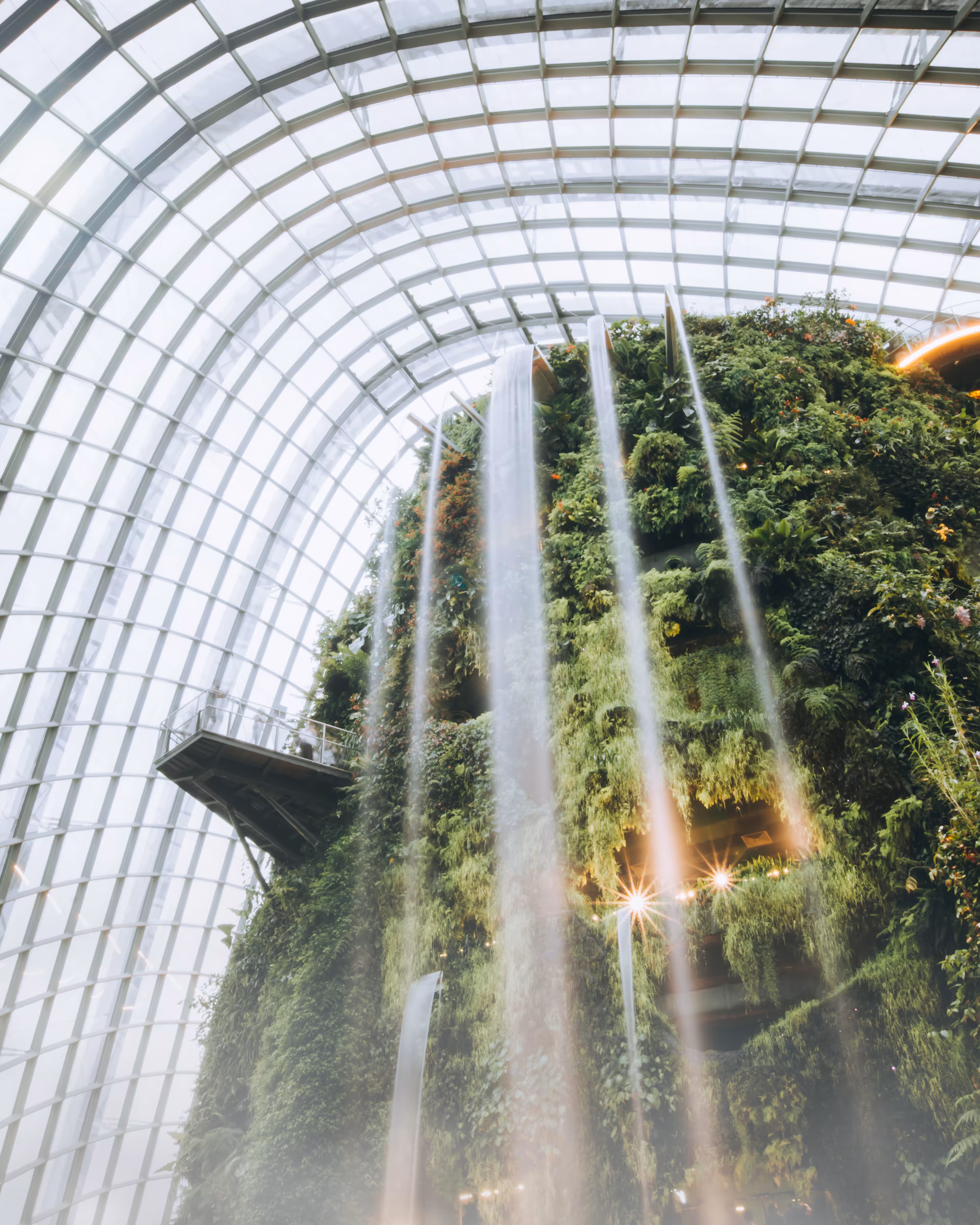 Cloud Forest