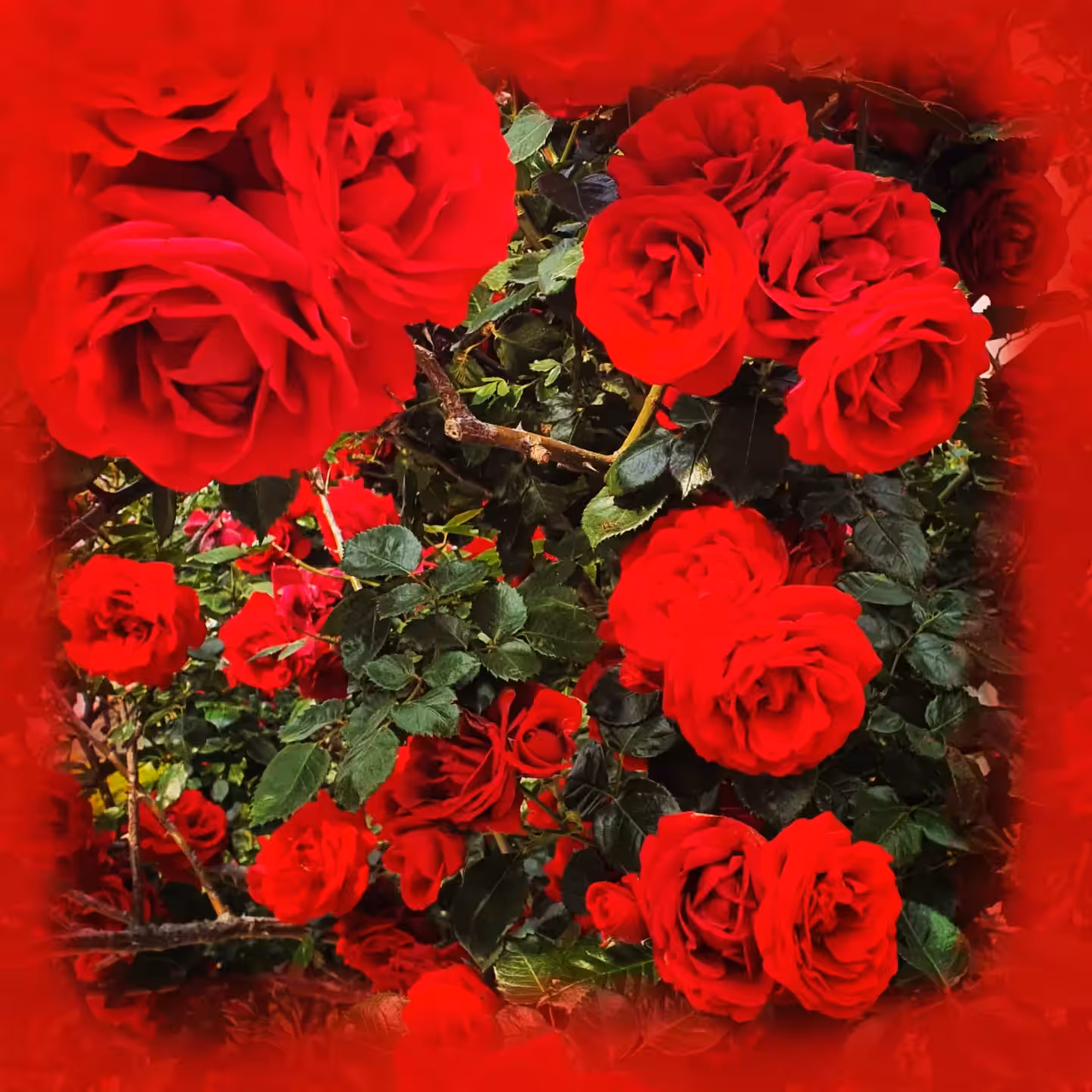 What Do You See when You See Red?