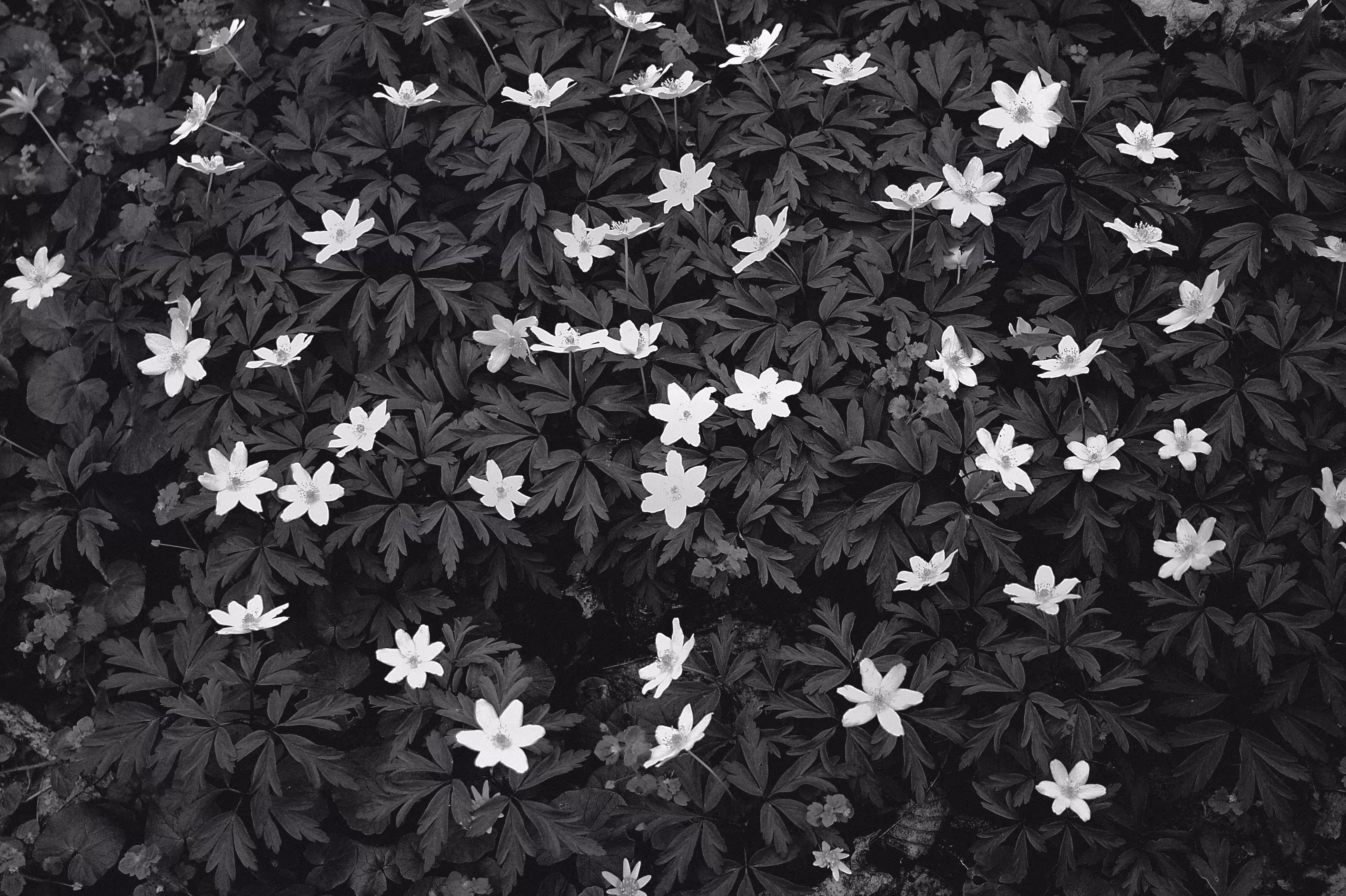 Anemones