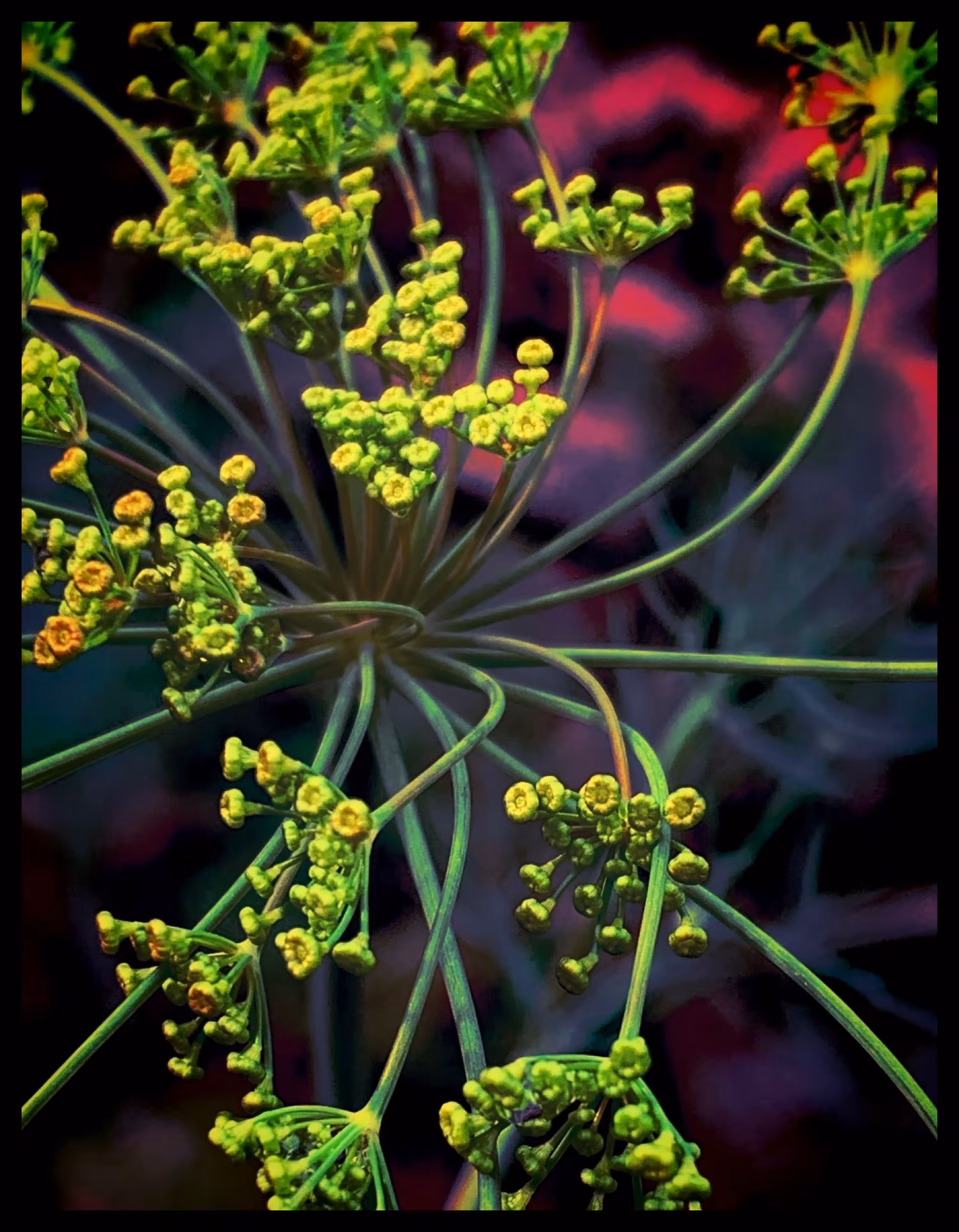 Garden Magic: Dill