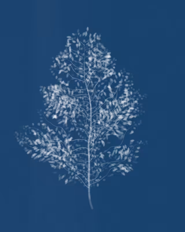 Cyanotypes #98