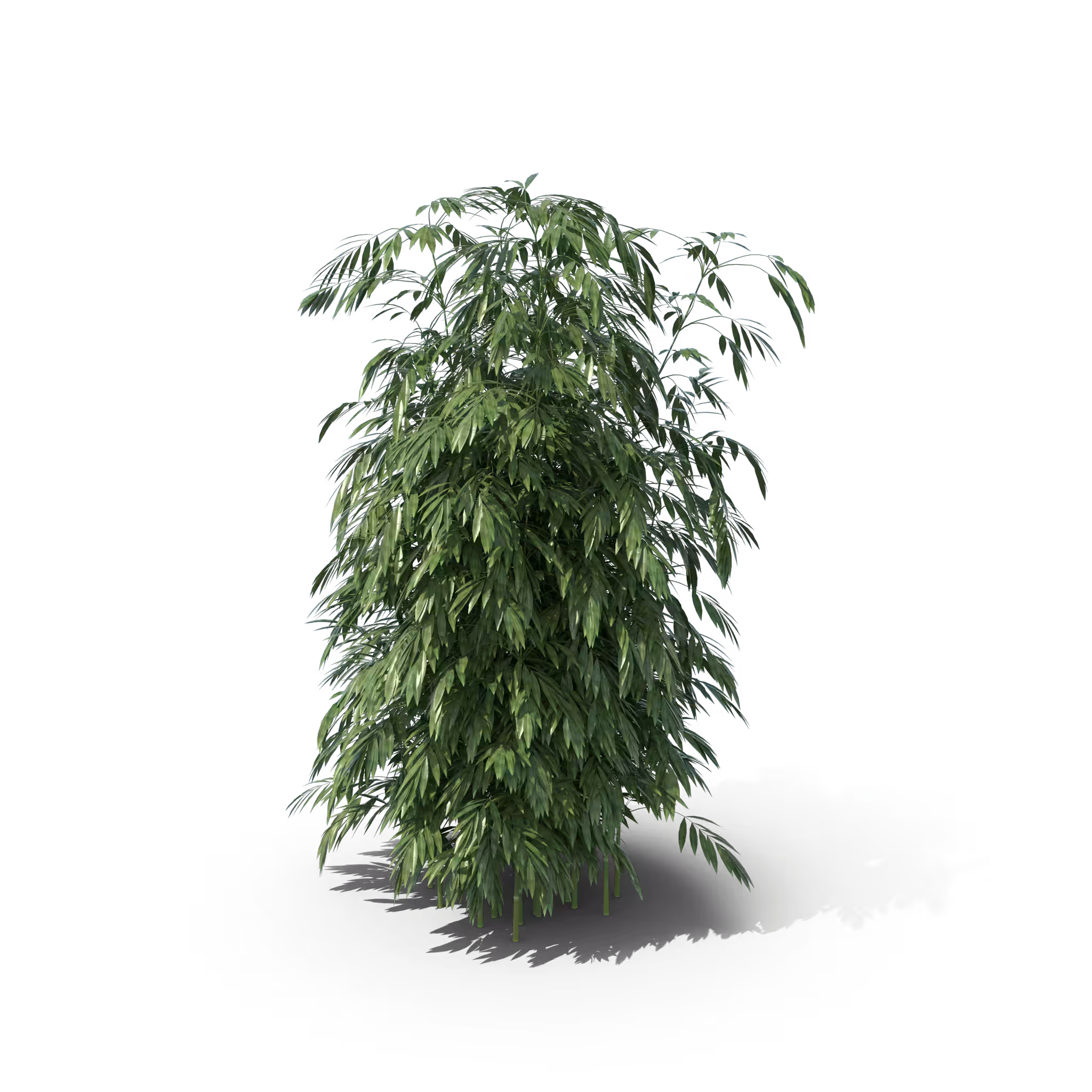 Your Tree I Bamboo