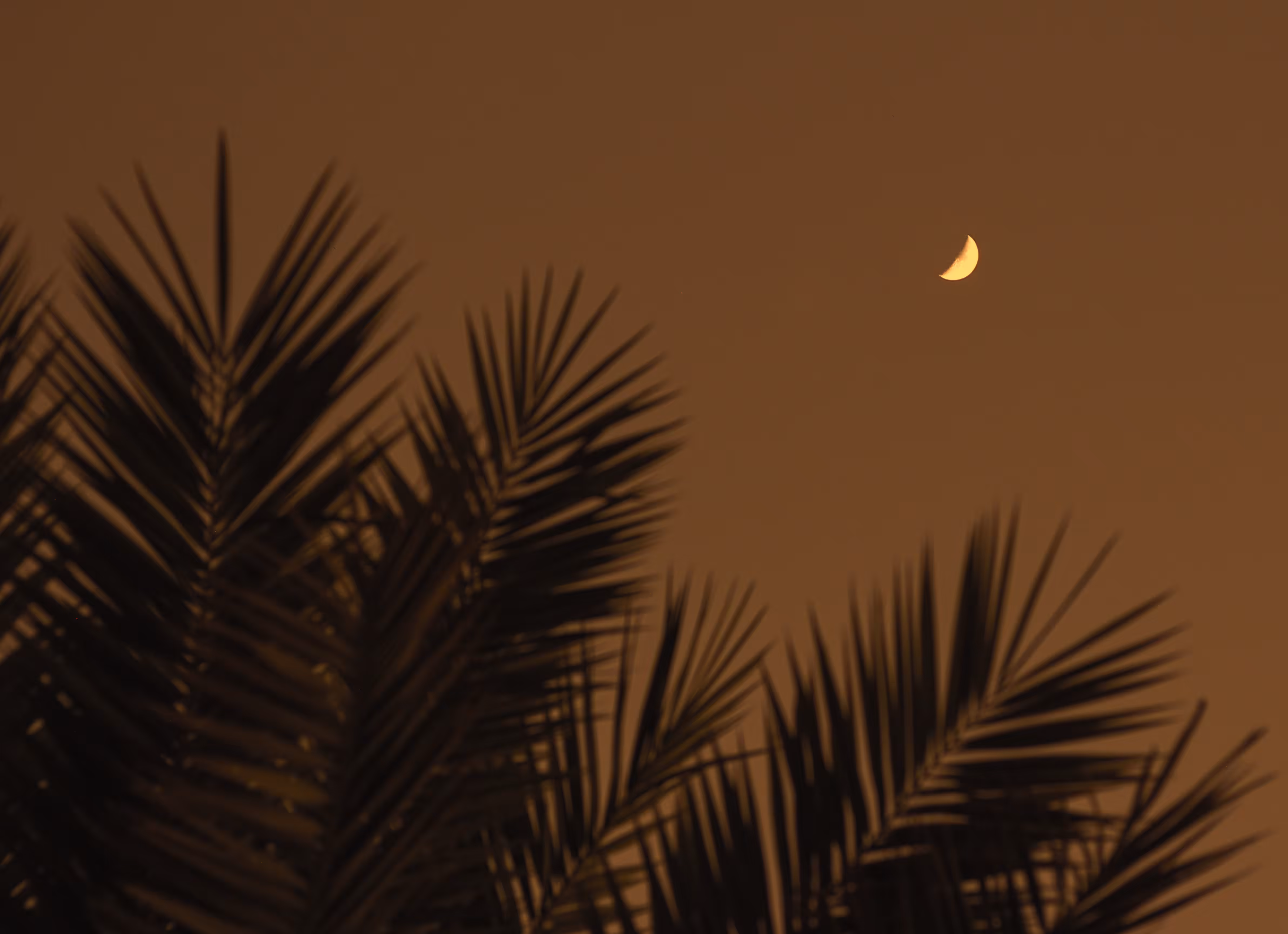 The Moon In The Palms Embrace