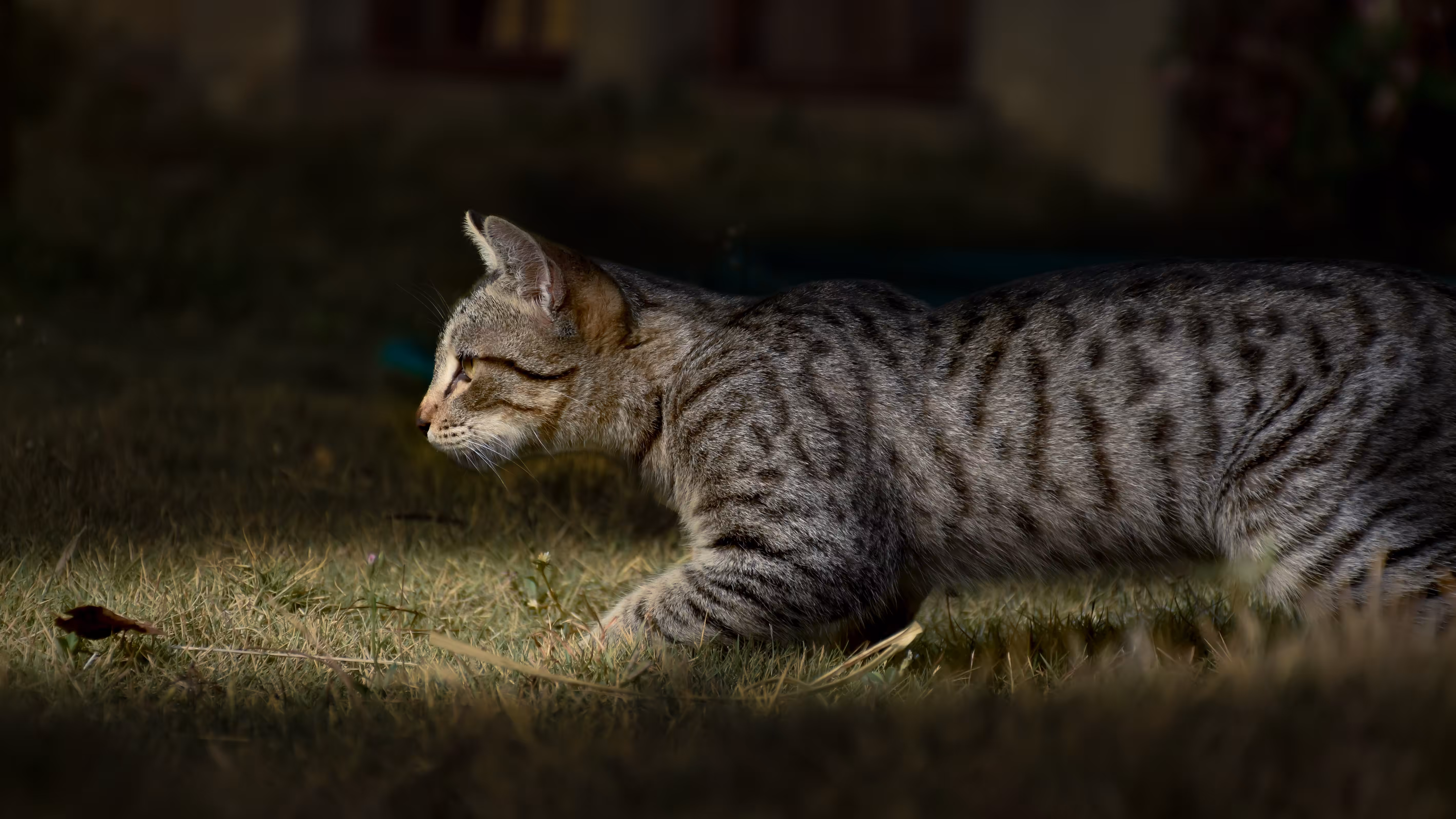 Predator of the Night | MEOWniverse 