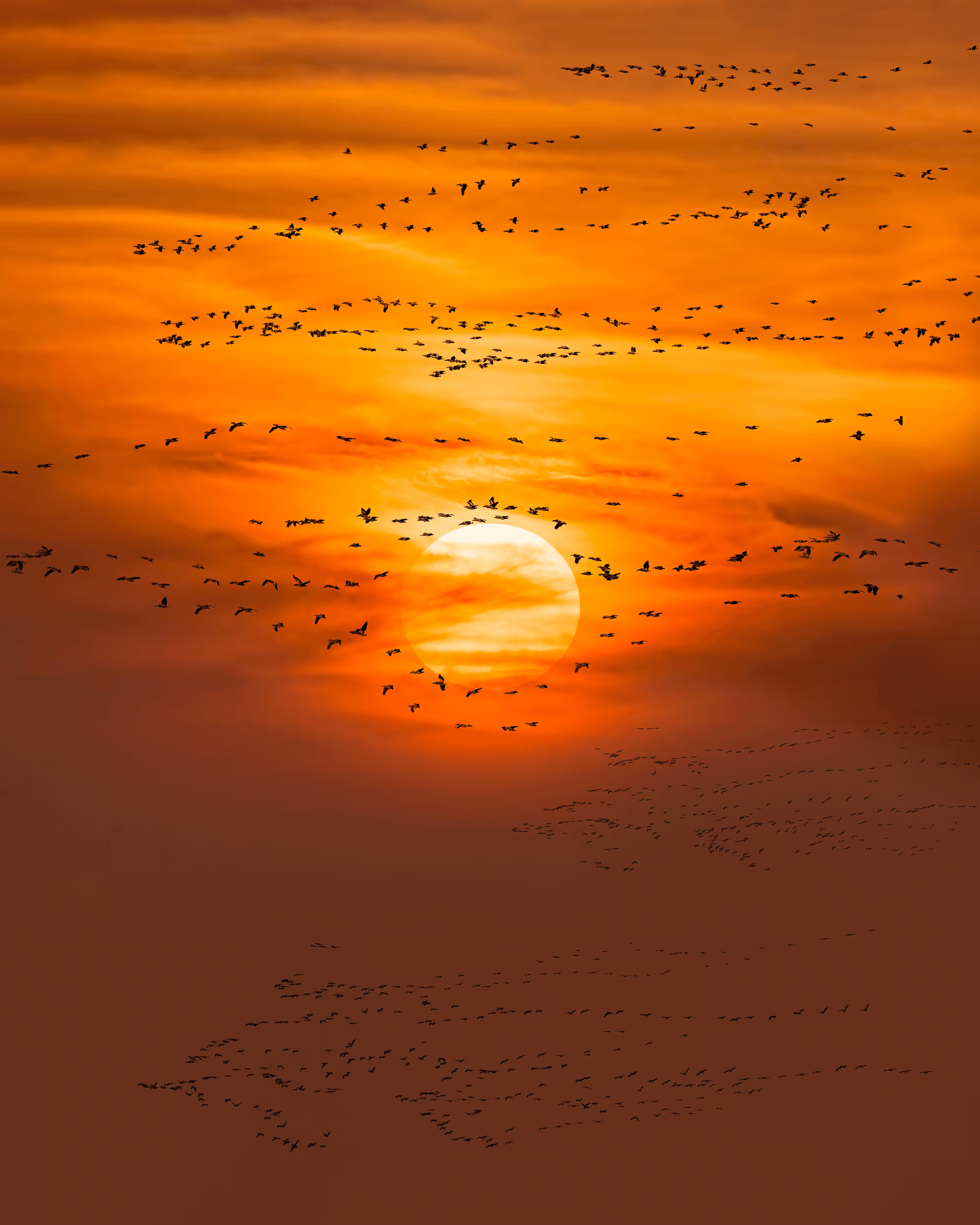 Flock of Us #12