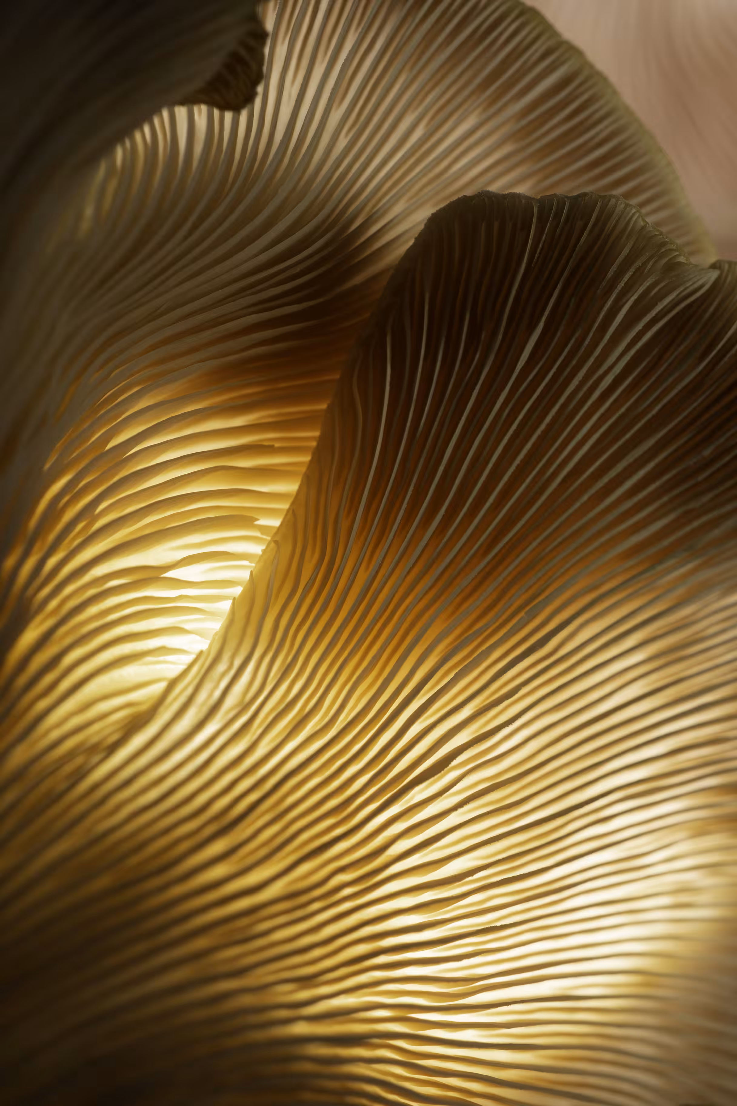 Oyster Gold