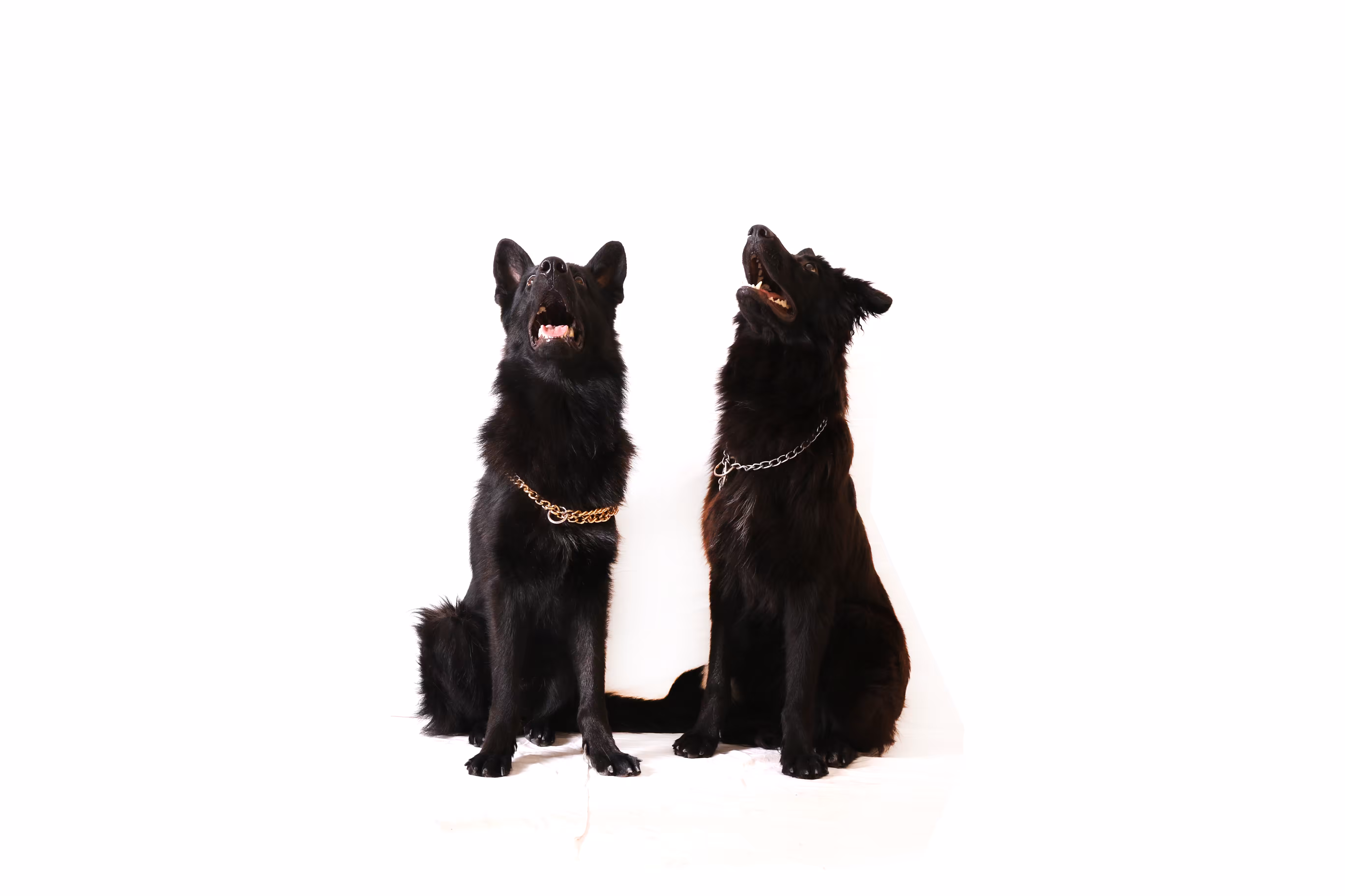 Dog style inside
