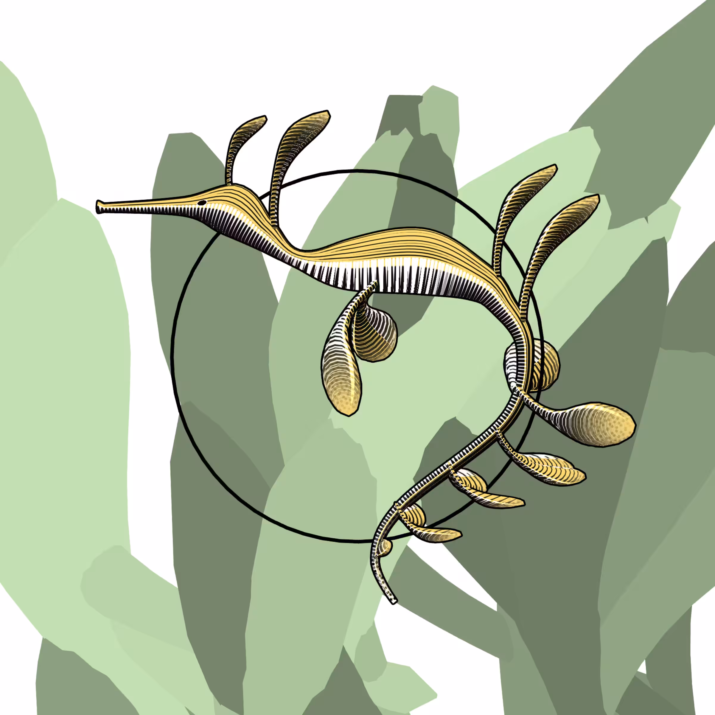 Seadragons #305