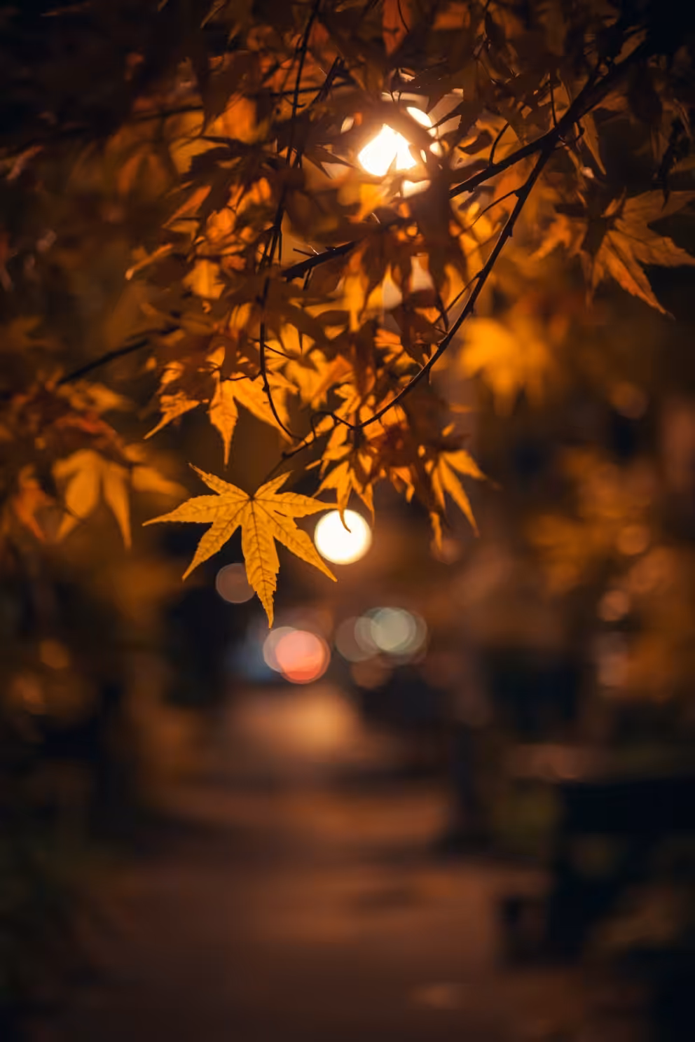 The Happy Valley: Autumn 🍂 