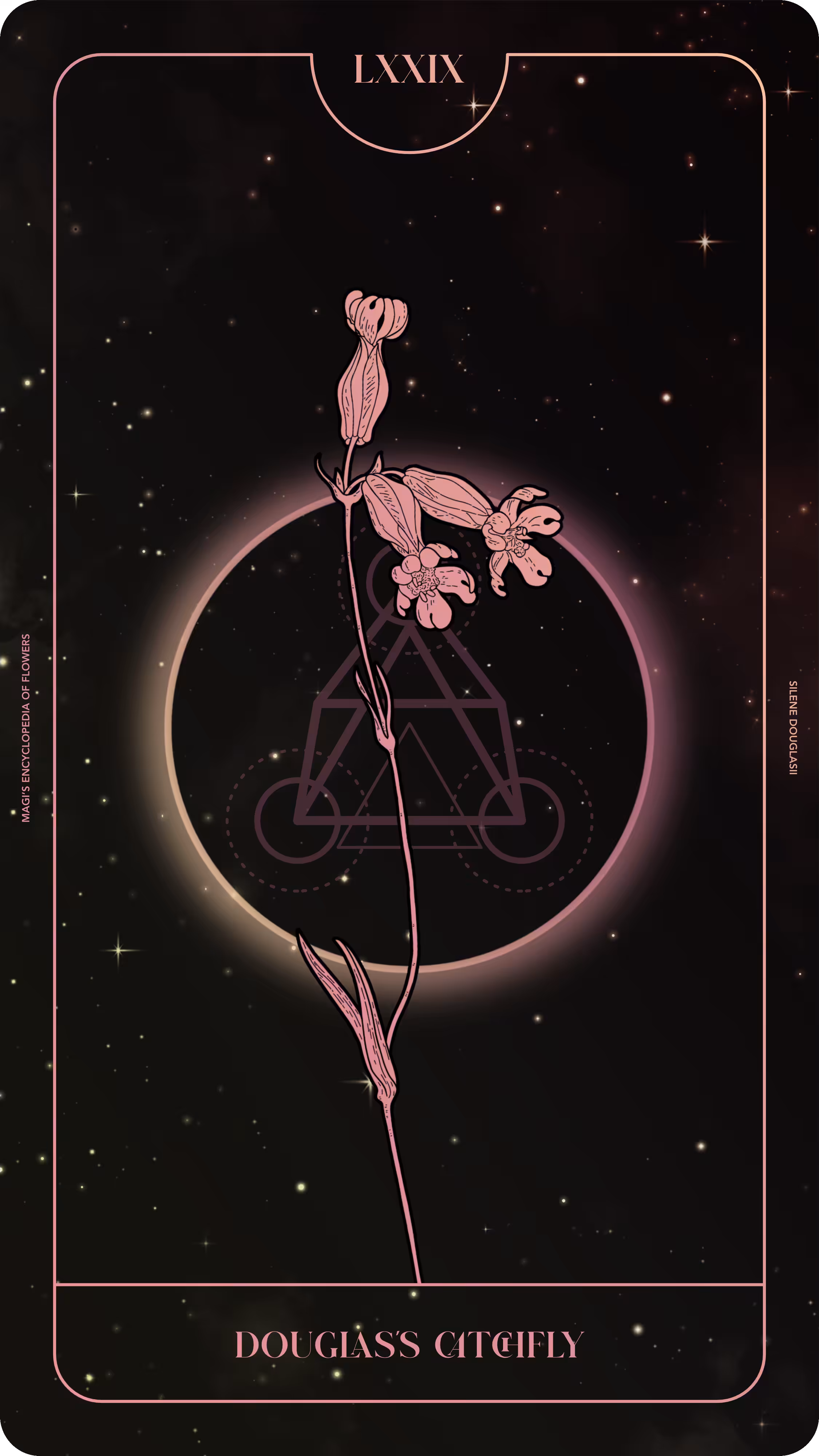 079 Douglas’s Catchfly