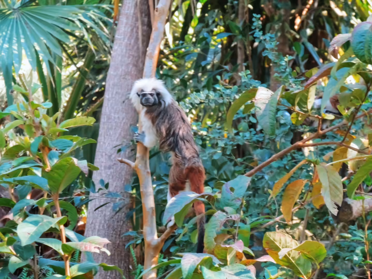 Animated Nature Life: Cotton-top Tamarin - Saguinus Oedipus