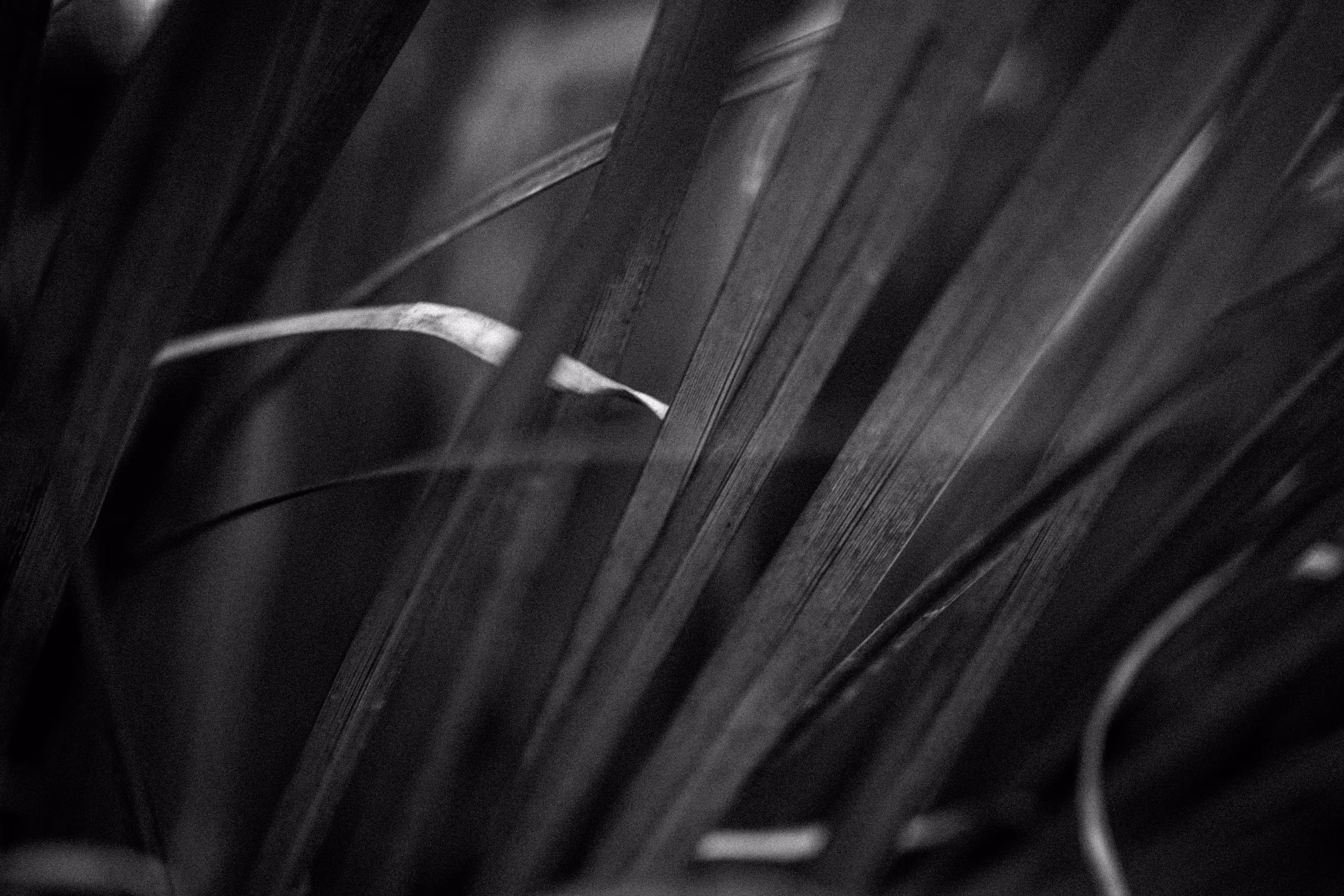 grasses