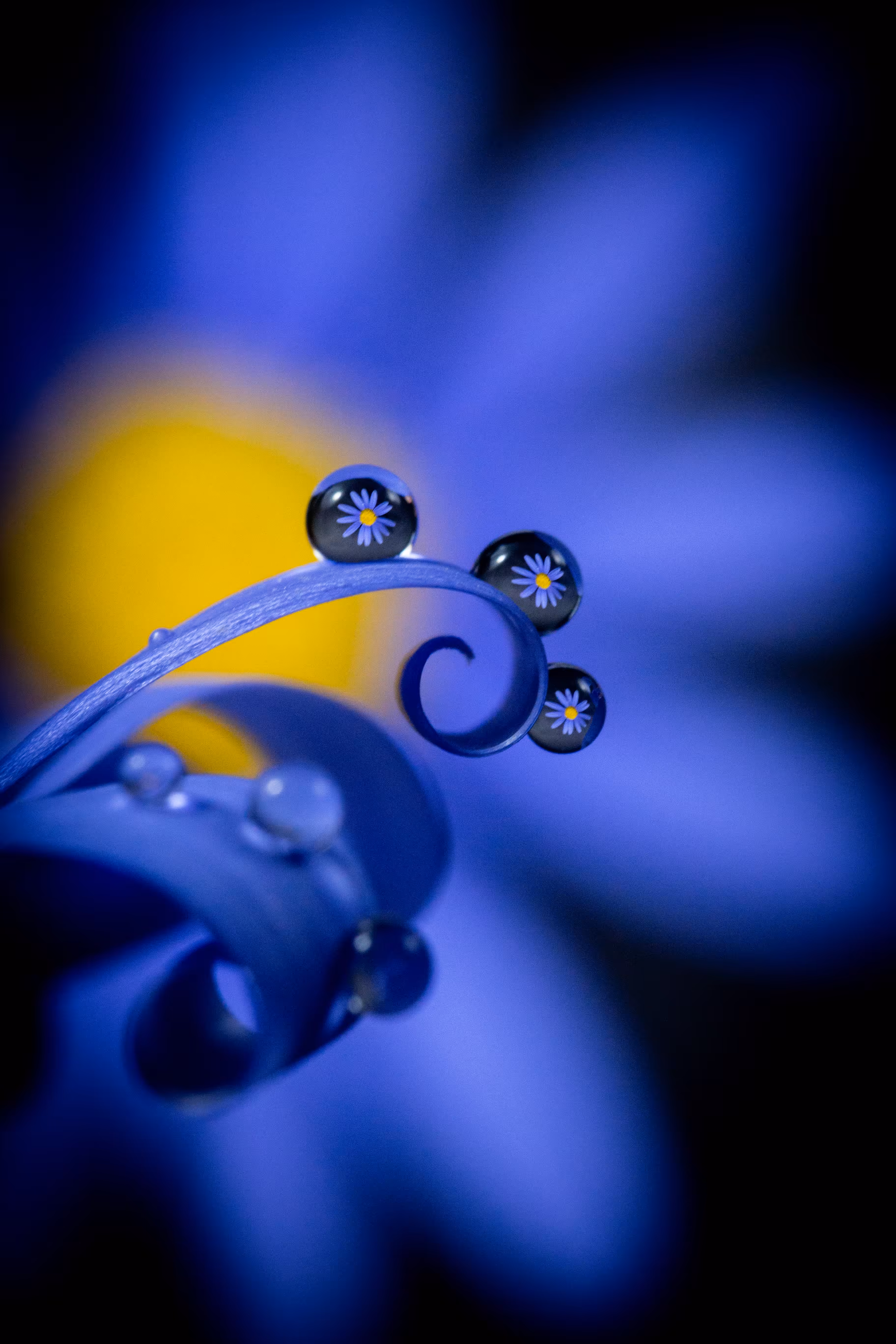 Felicia Blue