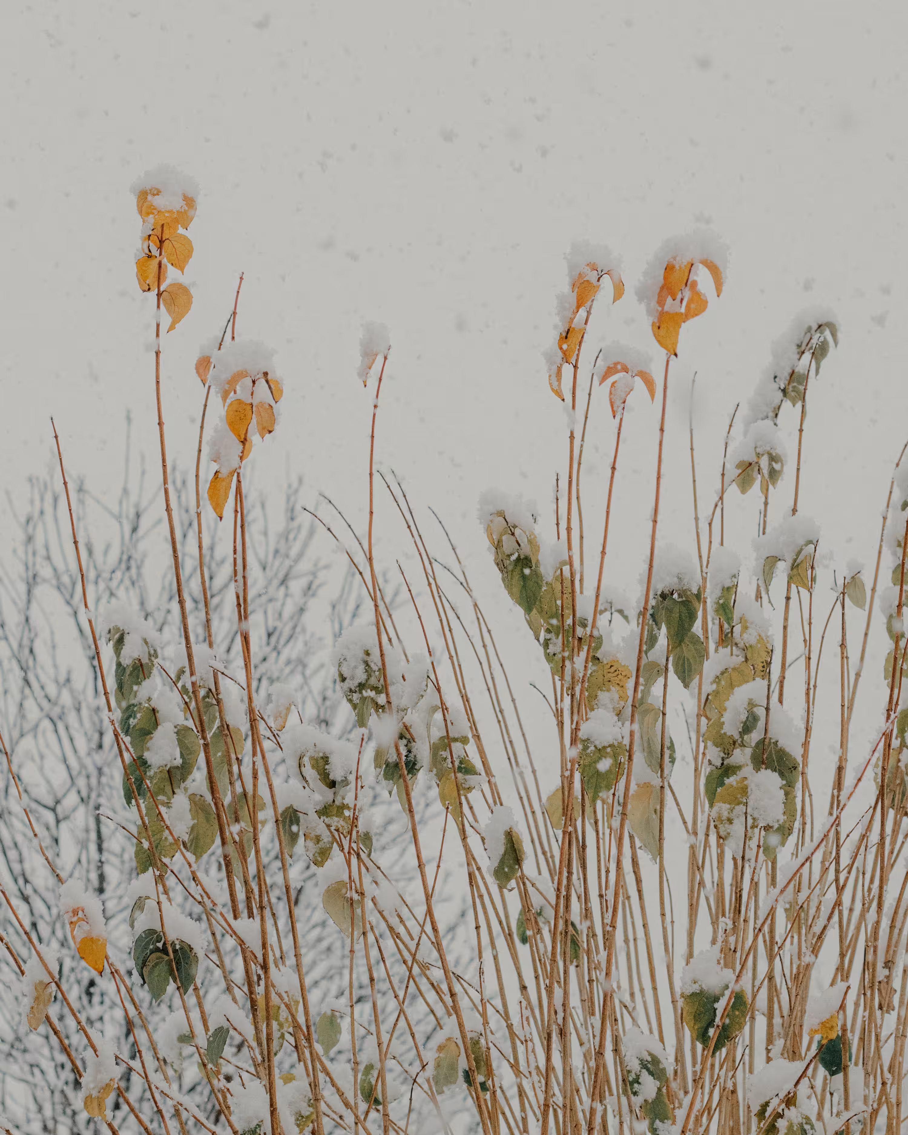 Winter Flowers #13