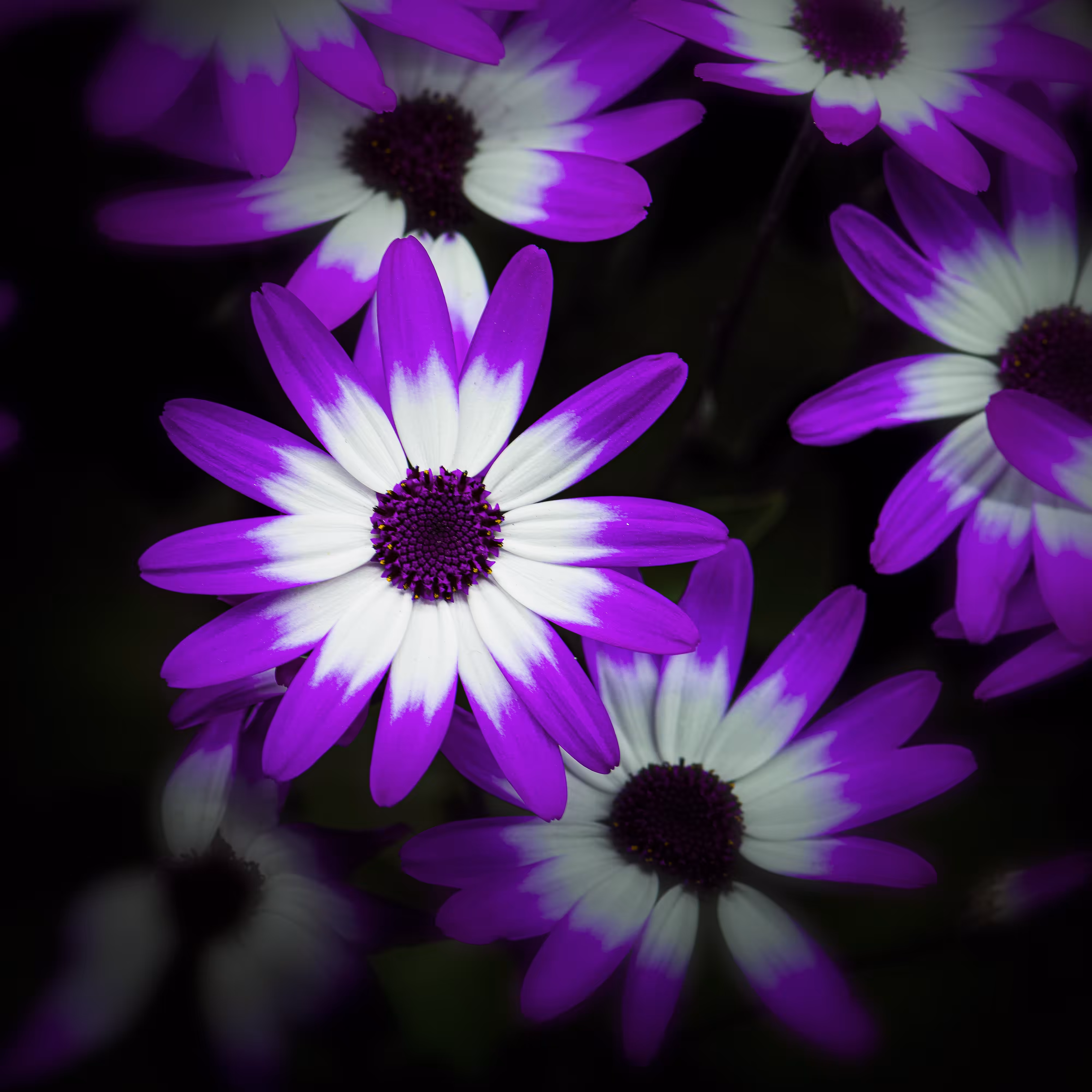 Cineraria