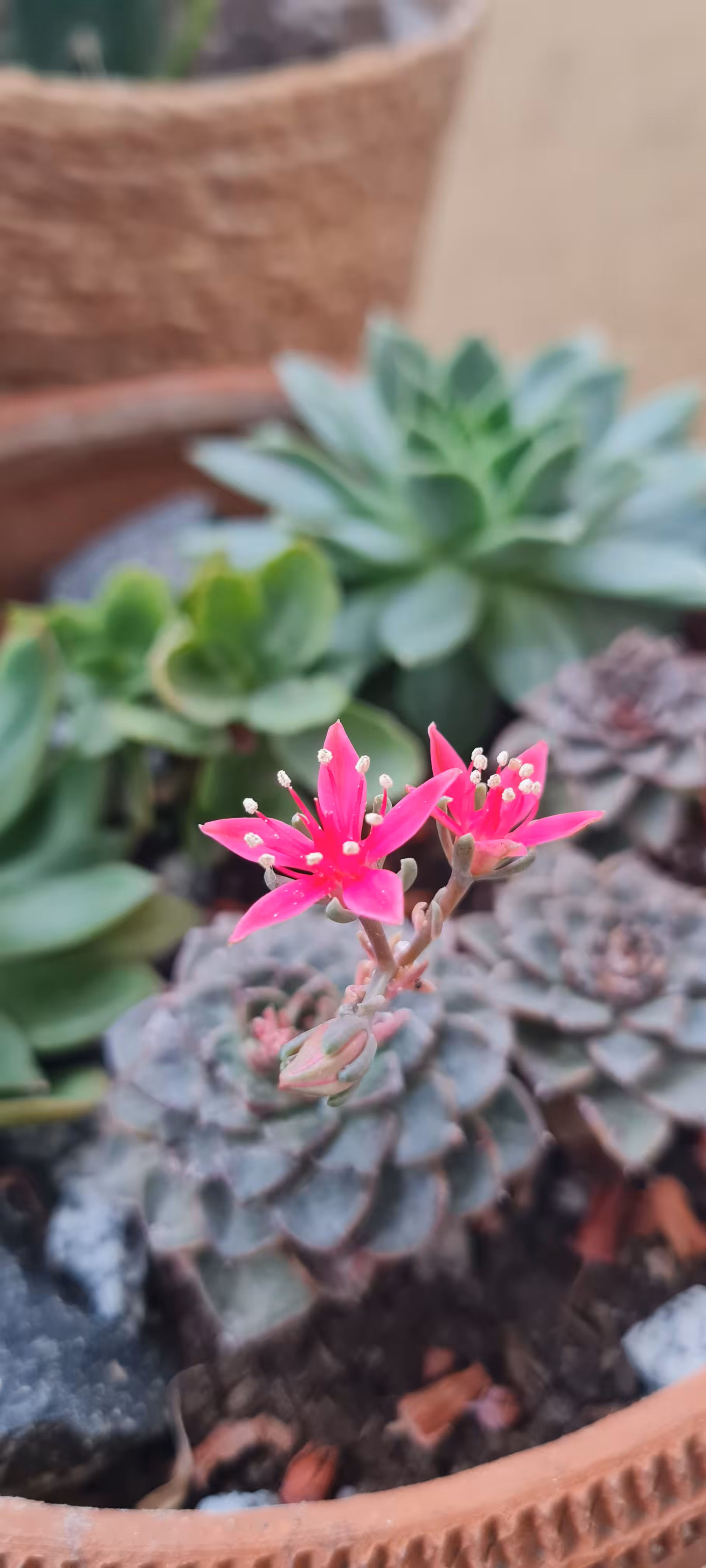 Tiny garden
