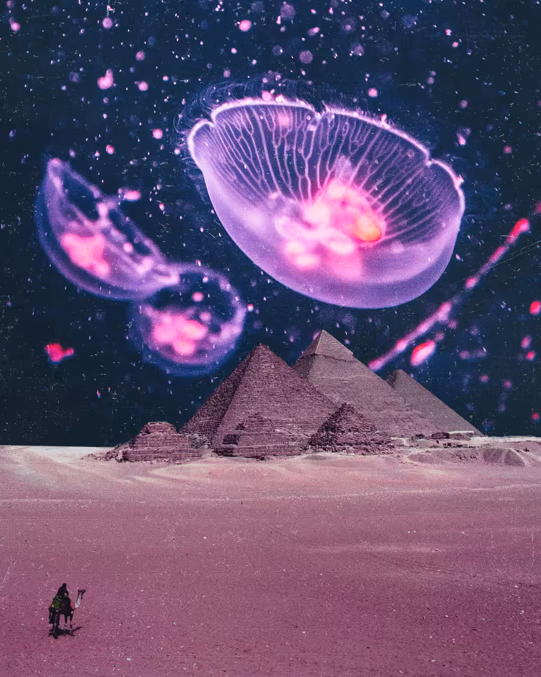 Jellyfish
