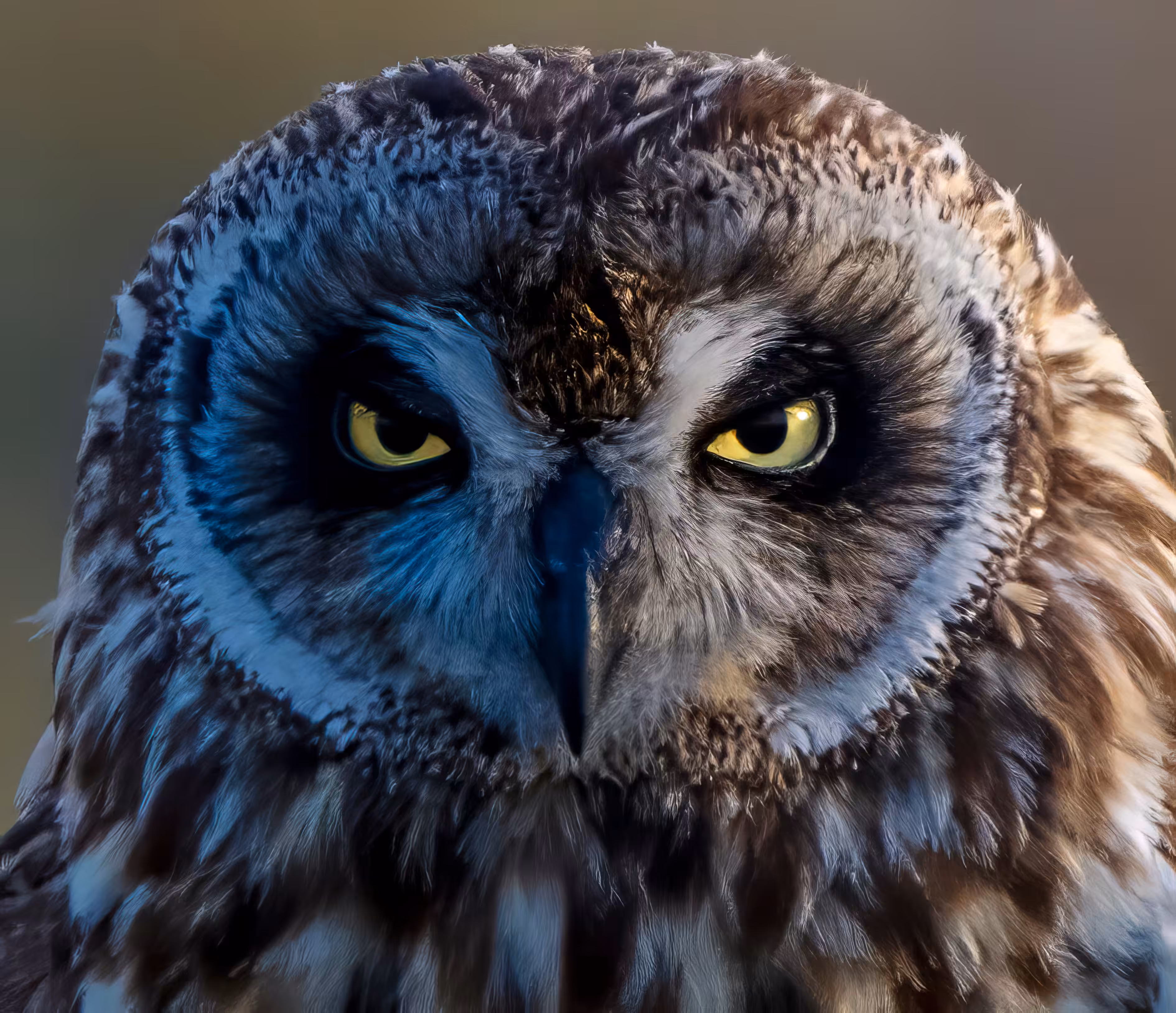 Pueo Eyes