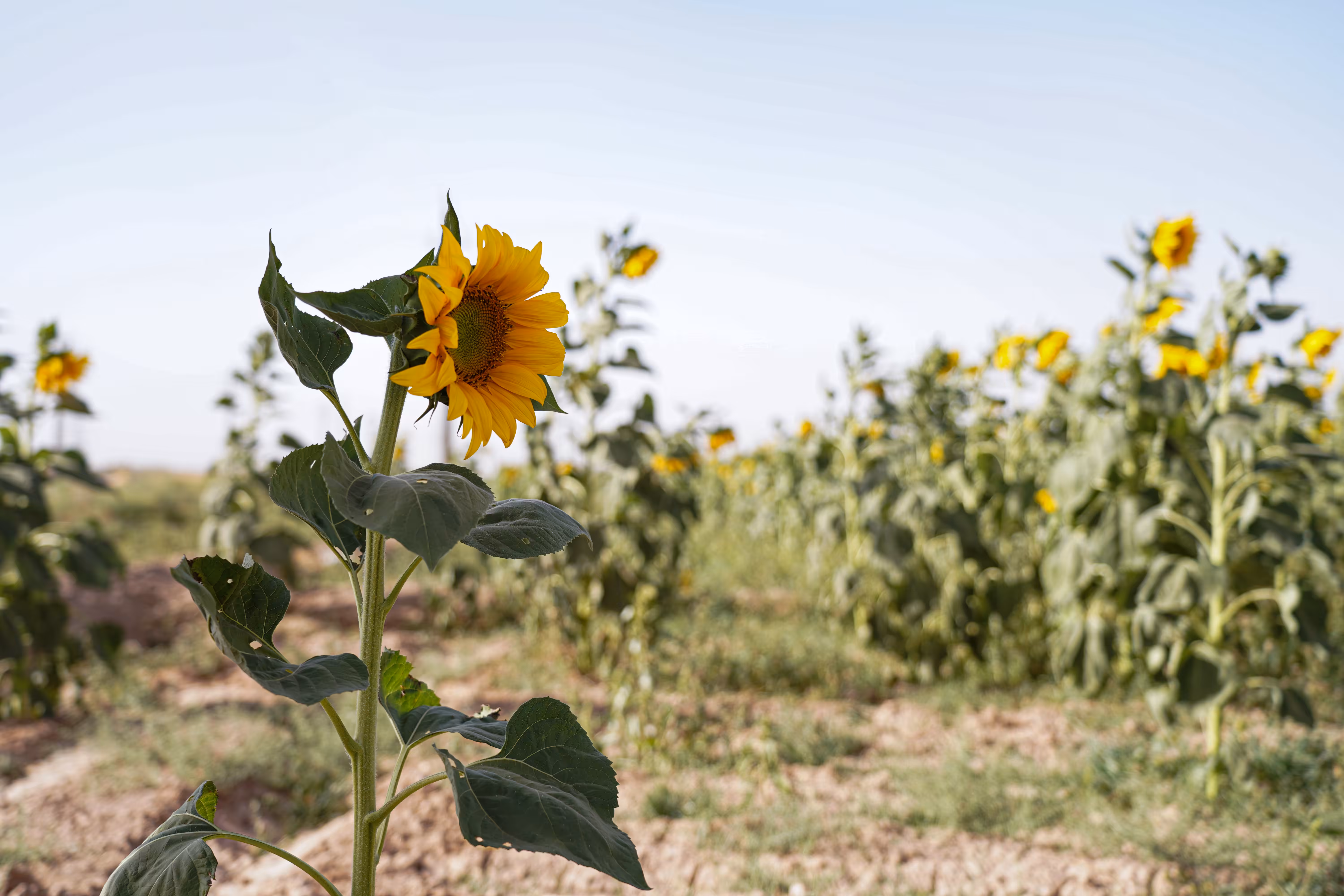 flowers: Solitude Facing the Sun