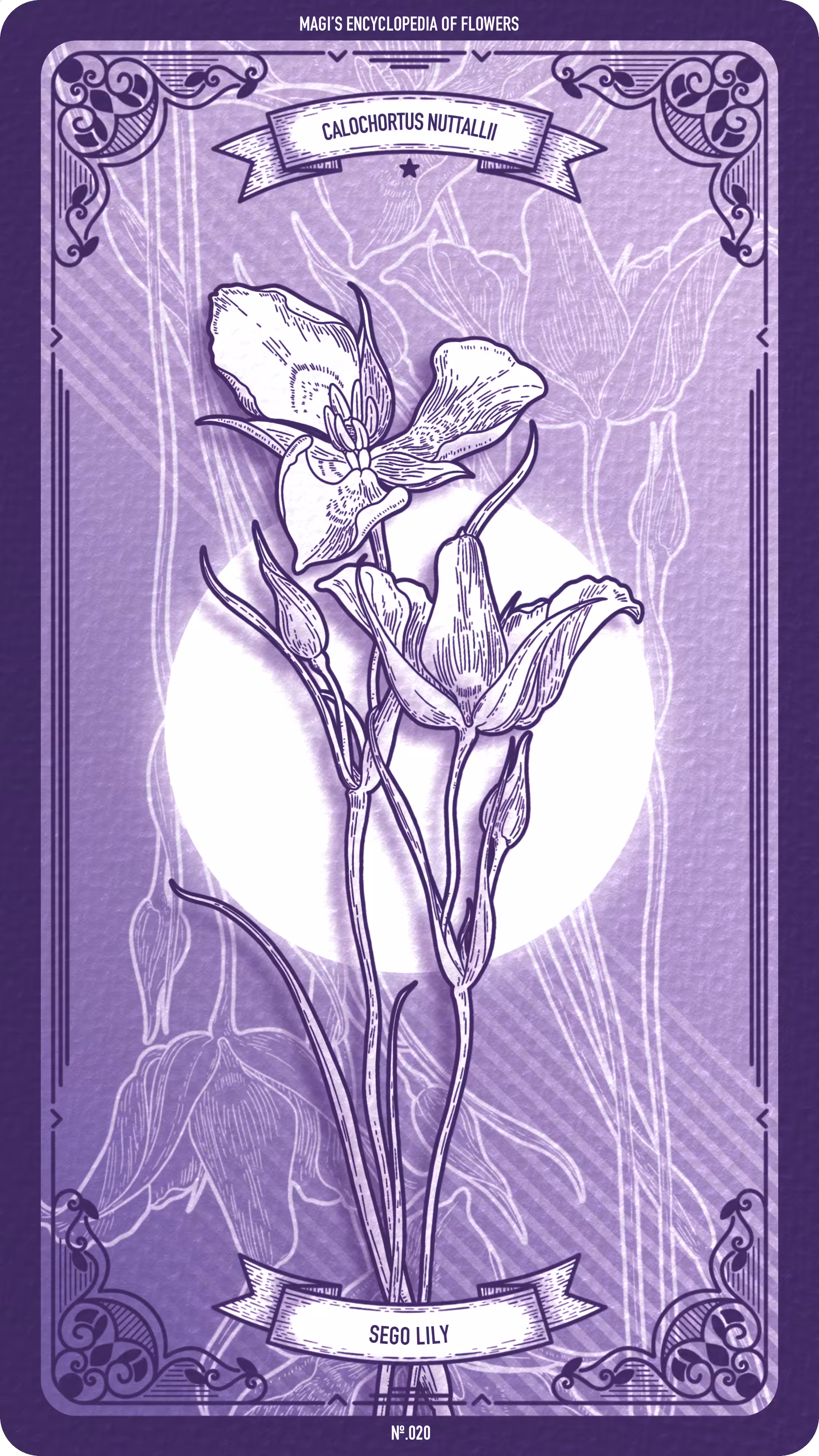 020 Sego Lily