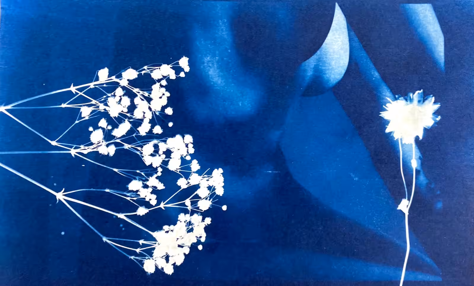 language of flowers