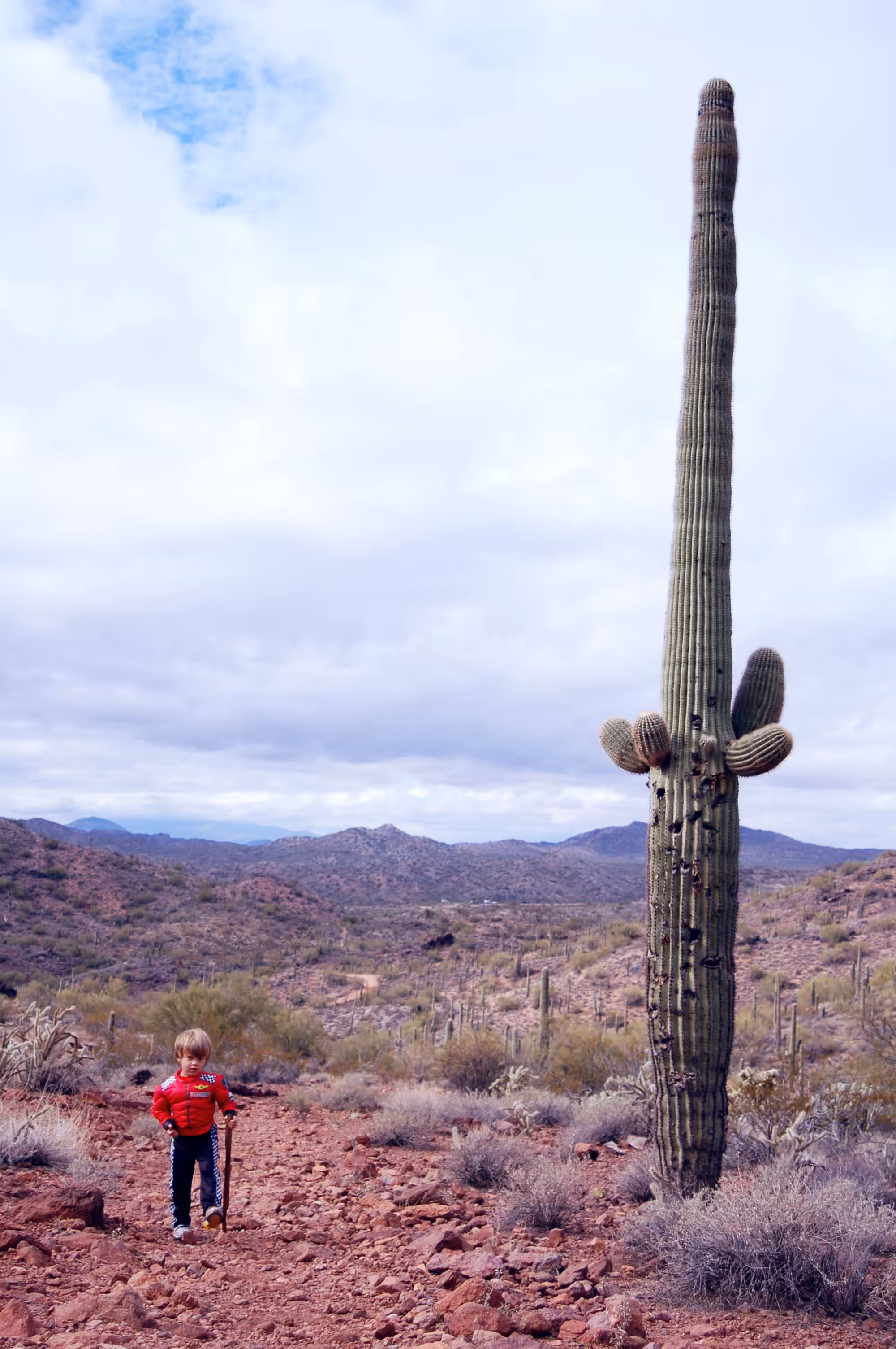 Cacti Portrait #8