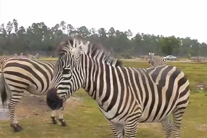Florida Animal Safari Happy Fun Danger Whoa! | Song A Day #441