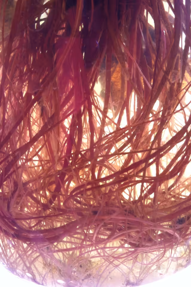 Roots In A Jar
