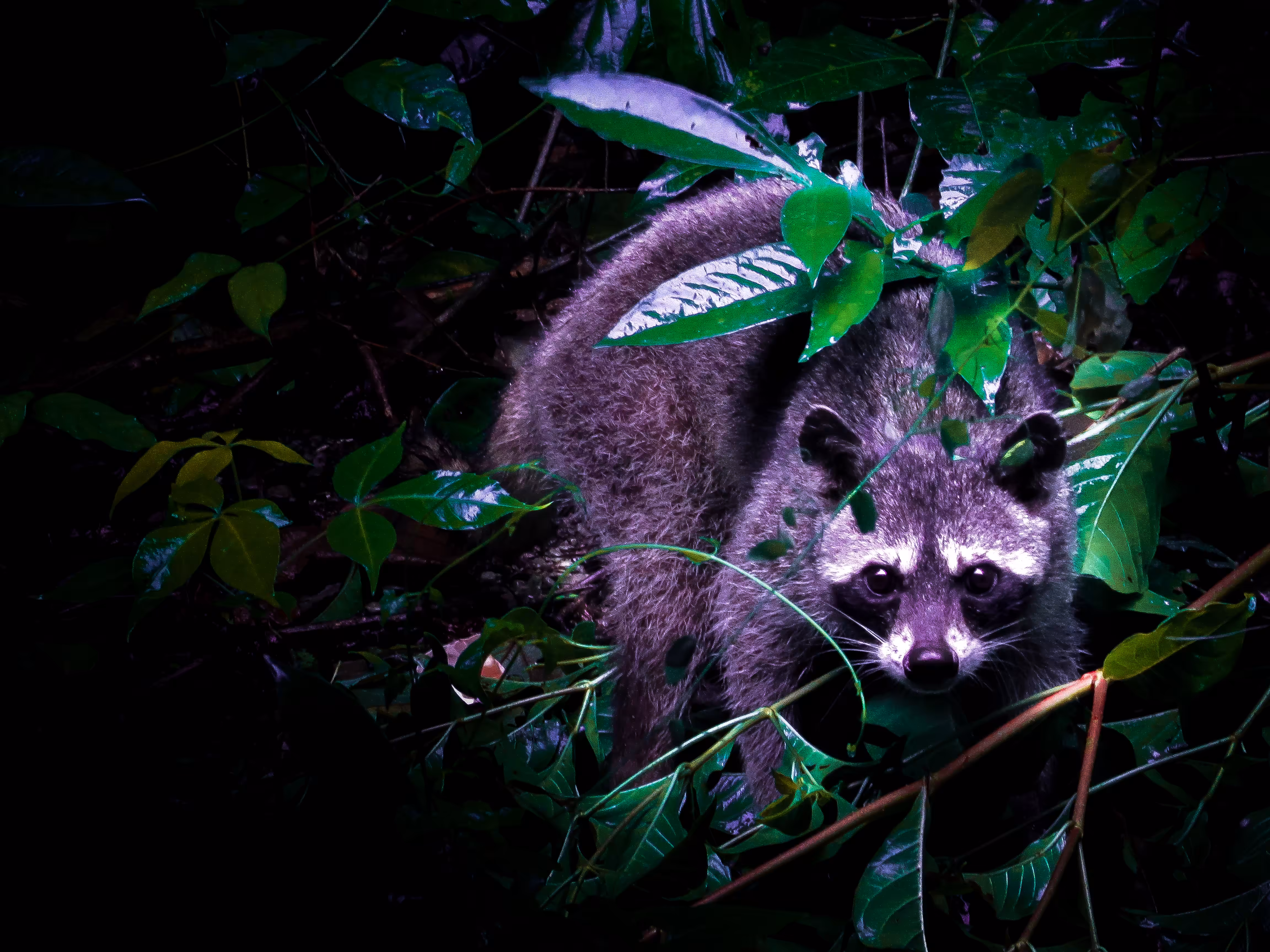 Raccoon 