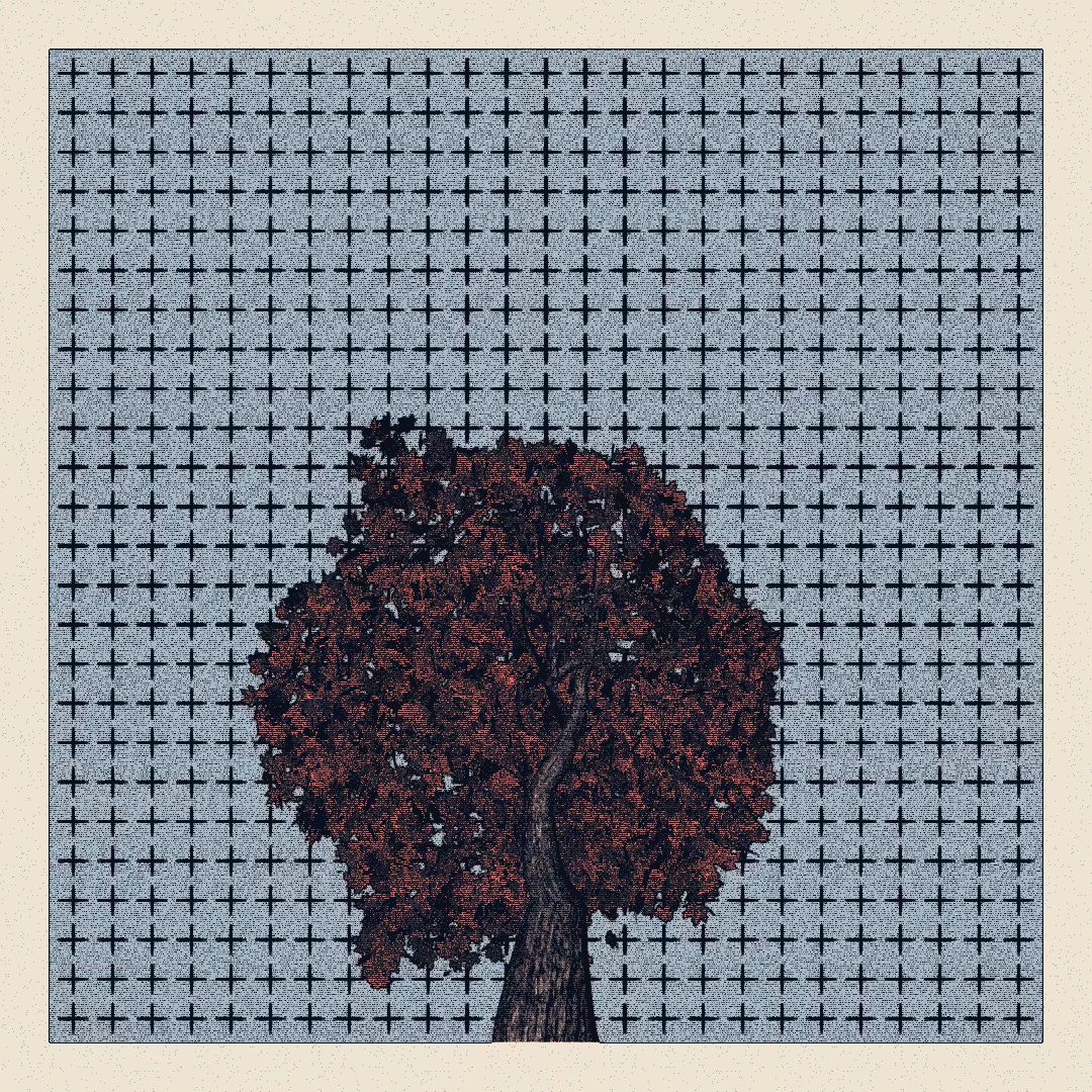 _argania[primaria] #240