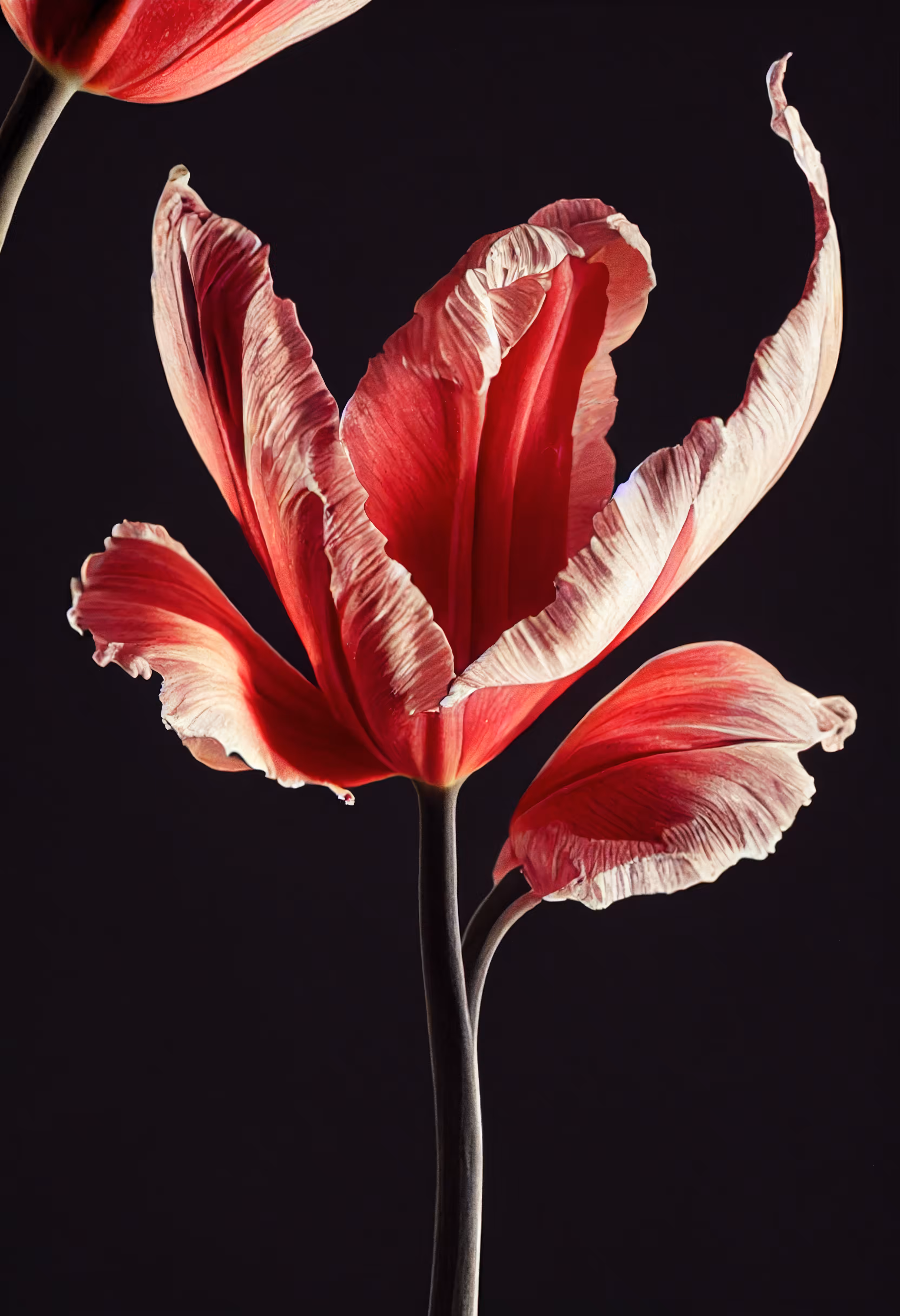 A Flower, Just For You. #221